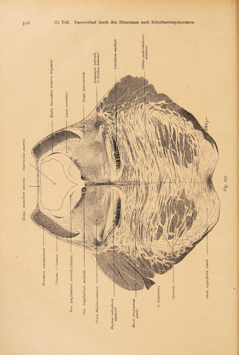 Velum medulläre anterius Ventrieulus qucirtus