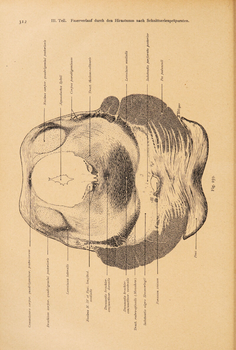 y j; 312 III. Teil. Faserverlauf durch den Hirnstamm nach Schnittserienpräparaten. Fig. 259