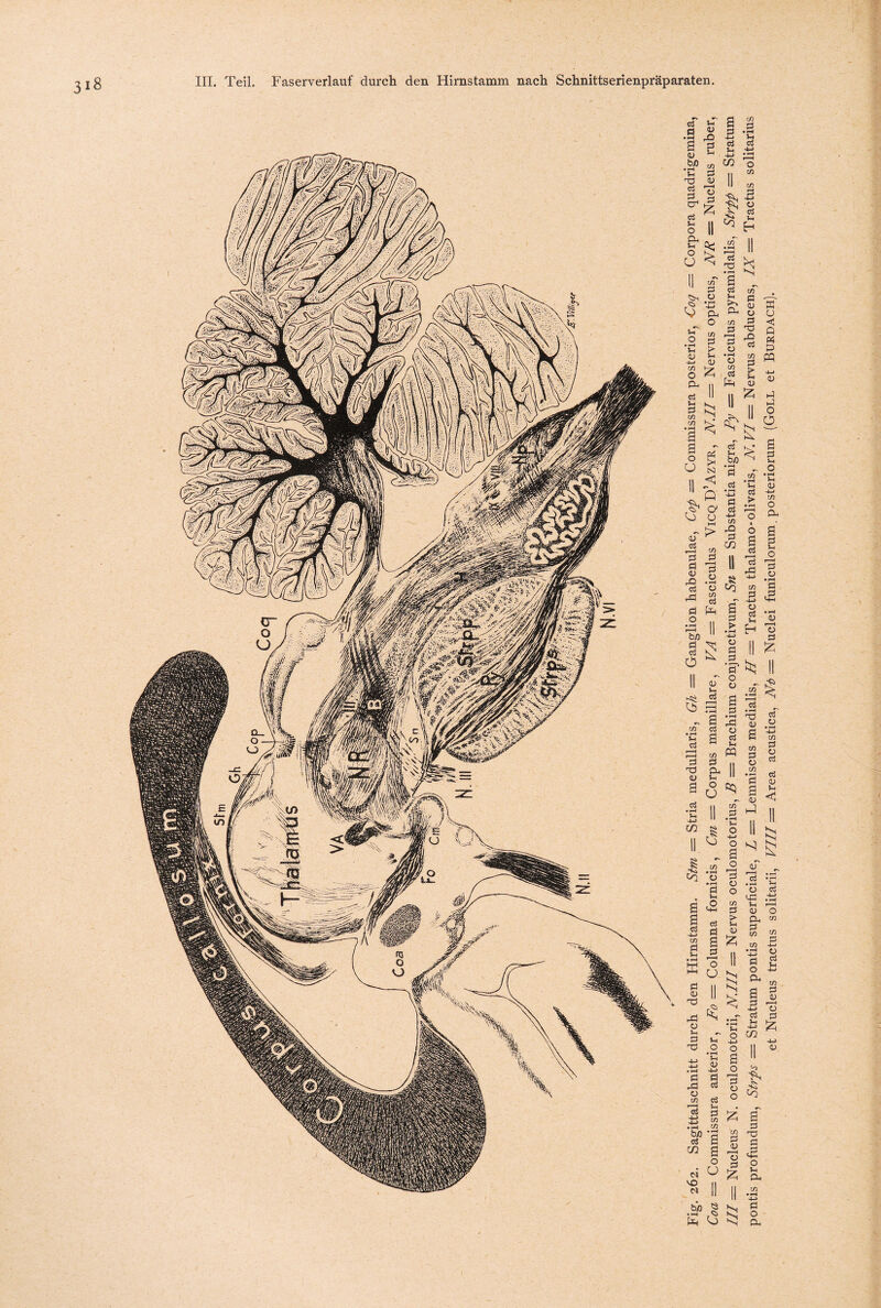 318 Fig. 262. Sagittalschnitt durch den Hirnstamm. Stm = Stria medullaris, Gh = Ganglion habenulae, Cop = Comtnissura posterior, Coq =■ Corpora quadrigemina, Coa — Commissura anterior, Fo = Columna fornicis, Cm — Corpus mamillare, VA = Fasciculus VicqD’Azyr, N.II = Nervus opticus, NR — Nucleus ruber, III = Nucleus N. oculomotorii, N.III = Nervus oculomotorius, B = Brachium conjunctivum, Sn = Substantia nigra, Py = Fasciculus pyramidalis, Strpp = Stratum pontis profundum, Strps = Stratum pontis superficiale, L = Lemniscus medialis, H — Tractus thalamo-olivaris, N.VI = Nervus abducens, IX — Tractus solitarius et Nucleus tractus solitarii, VIII = Area acustica, Ni = Nuclei funiculorum . posteriorum (Goll et Burdach).