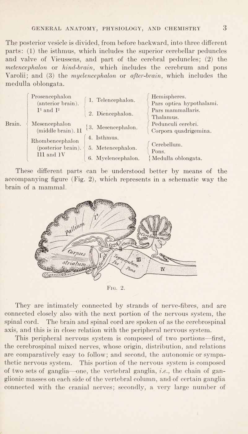 The posterior vesicle is divided, from before backward, into three different parts: (1) the isthmus, which includes the superior cerebellar peduncles and valve of Vieussens, and part of the cerebral peduncles; (2) the metenceplialon or hind-brain, which includes the cerebrum and pons Varolii; and (3) the myelencephalon or after-brain, which includes the medulla oblongata. Brain. \ Prosencephalon (anterior brain). I1 and I2 ( 1. Telencephalon. ) ). [ 2. Diencephalon. 1 Mesencephalon (middle brain). 11 Rhombencephalon (posterior brain). Ill and IV [3. f4- J 5 ) 5' ! 6. Mesencephalon. Isthmus. Metencephalon. Myelencephalon. j Hemispheres. \ Pars optica hypothalami, j Pars mammallaris. [ Thalamus. / Pedunculi cerebri. \ Corpora quadrigemina. f Cerebellum. \ Pons. { Medulla oblongata. These different parts can be understood better by means of the accompanying figure (Fig. 2), which represents in a schematic way the brain of a mammal. Fig. 2. They are intimately connected by strands of nerve-fibres, and are connected closely also with the next portion of the nervous system, the spinal cord. The brain and spinal cord are spoken of as the cerebrospinal axis, and this is in close relation with the peripheral nervous system. This peripheral nervous system is composed of two portions—-first, the cerebrospinal mixed nerves, whose origin, distribution, and relations are comparatively easy to follow; and second, the autonomic or sympa¬ thetic nervous system. This portion of the nervous system is composed of two sets of ganglia—-one, the vertebral ganglia, i.e., the chain of gan¬ glionic masses on each side of the vertebral column, and of certain ganglia connected with the cranial nerves; secondly, a very large number of