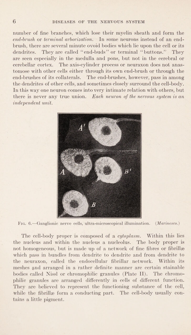 number of fine branches, which lose their myelin sheath and form the end-brush or terminal arborization. In some neurons instead of an end¬ brush, there are several minute ovoid bodies which lie upon the cell or its dendrites. They are called “end-buds” or terminal “buttons.” They are seen especially in the medulla and pons, but not in the cerebral or cerebellar cortex. The axis-cylinder process or neuraxon does not anas¬ tomose with other cells either through its own end-brush or through the end-brushes of its collaterals. The end-brushes, however, pass in among the dendrites of other cells, and sometimes closely surround the cell-body. In this way one neuron comes into very intimate relation with others, but there is never any true union. Each neuron of the nervous system is an independent unit. Fig. 6.—Ganglionic nerve cells, ultra-microscopical illumination. (Marinesco.) The cell-body proper is composed of a cytoplasm. Within this lies the nucleus and within the nucleus a nucleolus. The body proper is not homogeneous, but is made up of a network of fine fibres or fibrillse which pass in bundles from dendrite to dendrite and from dendrite to the neuraxon, called the endocellular fibrillar network. Within its meshes and arranged in a rather definite manner are certain stainable bodies called Nissl or chromophilic granules (Plate II). The chroino- philic granules are arranged differently in cells of different function. They are believed to represent the functioning substance of the cell, while the fibrillse form a conducting part. The cell-body usually con¬ tains a little pigment.