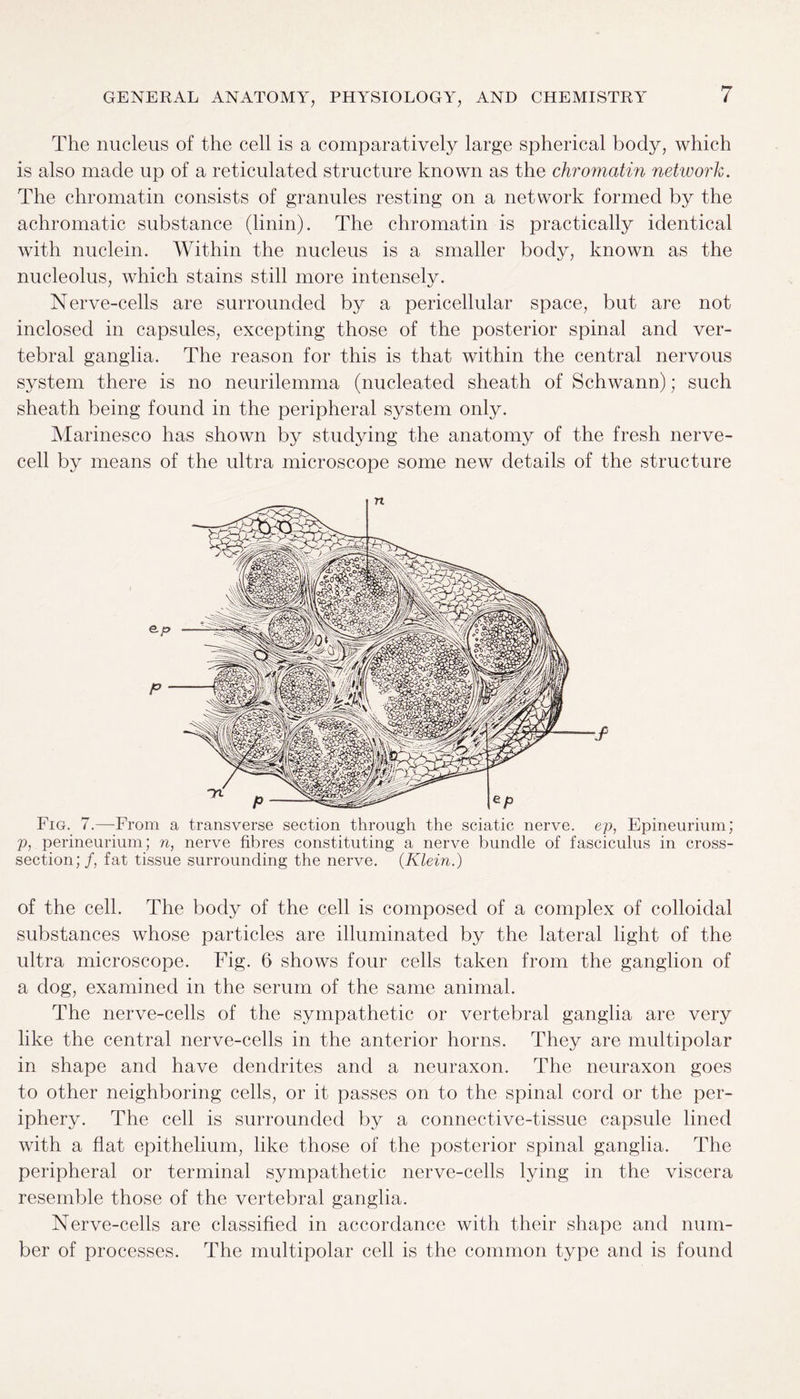 The nucleus of the cell is a comparatively large spherical body, which is also made up of a reticulated structure known as the chromatin network. The chromatin consists of granules resting on a network formed by the achromatic substance (linin). The chromatin is practically identical with nuclein. Within the nucleus is a smaller body, known as the nucleolus, which stains still more intensely. Nerve-cells are surrounded by a pericellular space, but are not inclosed in capsules, excepting those of the posterior spinal and ver¬ tebral ganglia. The reason for this is that within the central nervous system there is no neurilemma (nucleated sheath of Schwann); such sheath being found in the peripheral system only. Marinesco has shown by studying the anatomy of the fresh nerve¬ cell by means of the ultra microscope some new details of the structure Fig. 7.—From a transverse section through the sciatic nerve, ep, Epineurium; p, perineurium; n, nerve fibres constituting a nerve bundle of fasciculus in cross- section; f, fat tissue surrounding the nerve. {Klein.) of the cell. The body of the cell is composed of a complex of colloidal substances whose particles are illuminated by the lateral light of the ultra microscope. Fig. 6 shows four cells taken from the ganglion of a dog, examined in the serum of the same animal. The nerve-cells of the sympathetic or vertebral ganglia are very like the central nerve-cells in the anterior horns. They are multipolar in shape and have dendrites and a neuraxon. The neuraxon goes to other neighboring cells, or it passes on to the spinal cord or the per¬ iphery. The cell is surrounded by a connective-tissue capsule lined with a flat epithelium, like those of the posterior spinal ganglia. The peripheral or terminal sympathetic nerve-cells lying in the viscera resemble those of the vertebral ganglia. Nerve-cells are classified in accordance with their shape and num¬ ber of processes. The multipolar cell is the common type and is found