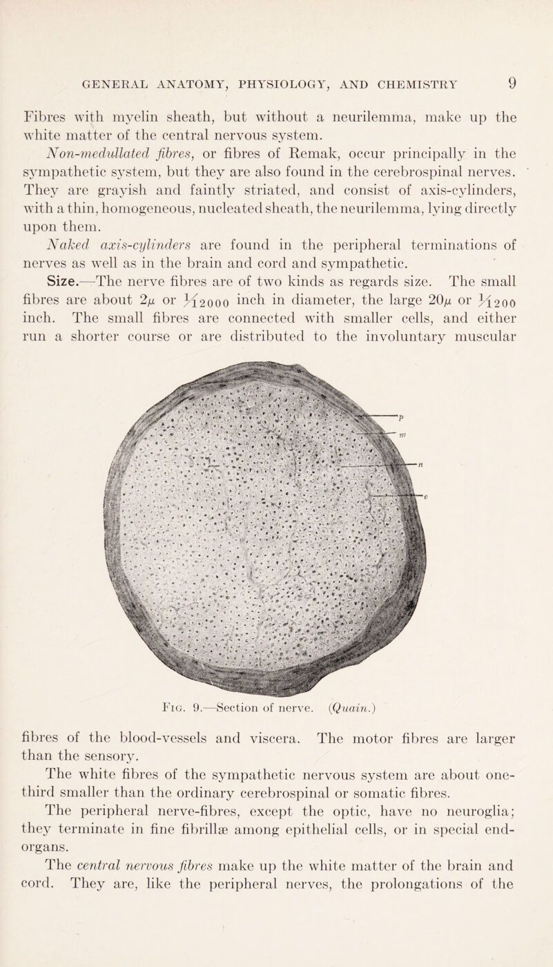 Fibres with myelin sheath, but without a neurilemma, make up the white matter of the central nervous system. Non-medullated fibres, or fibres of Remak, occur principally in the sympathetic system, but they are also found in the cerebrospinal nerves. They are grayish and faintly striated, and consist of axis-cylinders, with a thin, homogeneous, nucleated sheath, the neurilemma, lying directly upon them. Naked axis-cylinders are found in the peripheral terminations of nerves as well as in the brain and cord and sympathetic. Size.—-The nerve fibres are of two kinds as regards size. The small fibres are about 2y or 3<L2 0 00 inch in diameter, the large 20yu or JI200 inch. The small fibres are connected with smaller cells, and either run a shorter course or are distributed to the involuntary muscular Fig. 9.—Section of nerve. (Quciin.) fibres of the blood-vessels and viscera. The motor fibres are larger than the sensory. The white fibres of the sympathetic nervous system are about one- third smaller than the ordinary cerebrospinal or somatic fibres. The peripheral nerve-fibres, except the optic, have no neuroglia; they terminate in fine fibrillse among epithelial cells, or in special end- organs. The central nervous fibres make up the white matter of the brain and cord. They are, like the peripheral nerves, the prolongations of the