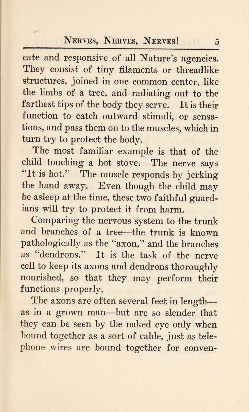 cate and responsive of all Nature’s agencies. They consist of tiny filaments or threadlike structures, joined in one common center, like the limbs of a tree, and radiating out to the farthest tips of the body they serve. It is their function to catch outward stimuli, or sensa¬ tions, and pass them on to the muscles, which in turn try to protect the body. The most familiar example is that of the child touching a hot stove. The nerve says “It is hot.” The muscle responds by jerking the hand away. Even though the child may be asleep at the time, these two faithful guard¬ ians will try to protect it from harm. Comparing the nervous system to the trunk and branches of a tree—the trunk is known pathologically as the “axon,” and the branches as “dendrons.” It is the task of the nerve cell to keep its axons and dendrons thoroughly nourished, so that they may perform their functions properly. The axons are often several feet in length— as in a grown man—but are so slender that they can be seen by the naked eye only when bound together as a sort of cable, just as tele¬ phone wires are bound together for conven-