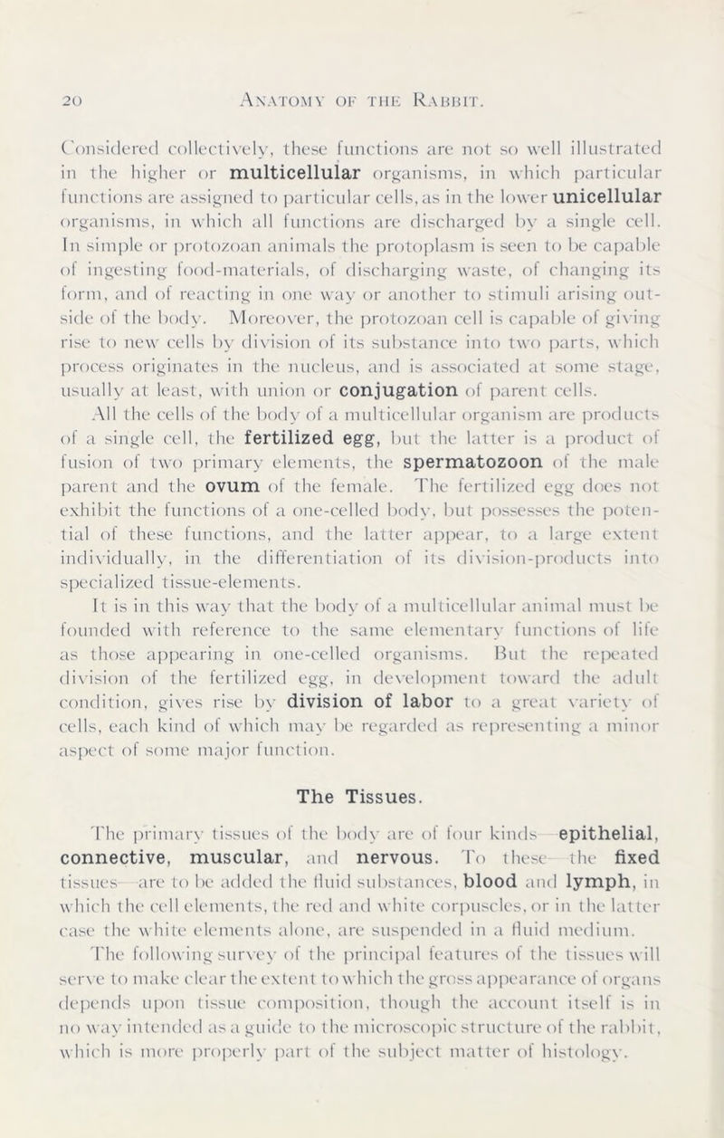 Considered collectively, these functions are not so well illustrated in the higher or multicellular organisms, in which particular functions are assigned to particular cells, as in the lower unicellular organisms, in which all functions are discharged by a single cell. In simple or protozoan animals the protoplasm is seen to lie capable ol ingesting food-materials, of discharging waste, of changing its form, and ol reacting in one way or another to stimuli arising out- side of the body. Moreover, the protozoan cell is capable of giving rise to new cells by division of its substance into two parts, which process originates in the nucleus, and is associated at some stage, usually at least, with union or conjugation of parent cells. All the cells of the body of a multicellular organism are products of a single cell, the fertilized egg, but the latter is a product of fusion ol two primary elements, the spermatozoon of the male parent and the ovum of the female. The fertilized egg does not exhibit the functions of a one-celled body, but possesses the poten- tial of these functions, and the latter appear, to a large extent individually, in the differentiation of its division-products into specialized tissue-elements. It is in this way that the body of a multicellular animal must be founded with reference to the same elementary functions of life as those appearing in. one-celled organisms. But the repeated division of the fertilized egg, in development toward the adult condition, gives rise by division of labor to a great variety ol cells, each kind of which may be regarded as representing a minor aspect of some major function. The Tissues. The primary tissues ol the body are ol lour kinds epithelial, connective, muscular, and nervous. To these the fixed tissues -are to be added the fluid substances, blood and lymph, in which the cell elements, the red and white corpuscles, or in the latter case the white elements alone, are suspended in a fluid medium. The following survey of the principal features ol the tissues will serve to make clear the extent to which the gross appearance of organs depends upon tissue composition, though the account itself is in no way intended as a guide to the microscopic structure of the rabbit, which is more properly part of the subject matter of histology.