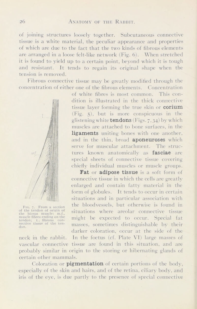 of joining structures loosely together. Subcutaneous connective tissue is a white material, the peculiar appearance and properties of which are due to the fact that the two kinds of fibrous elements are arranged in a loose felt-like network (Fig. 6). When stretched it is found to yield up to a certain point, beyond which it is tough and resistant. It tends to regain its original shape when the tension is removed. Fibrous connective tissue may be greatly modified through the concentration of either one of the fibrous elements. Concentration of white fibres is most common. This con- dition is illustrated in the thick connective tissue layer forming the true skin or corium (Fig. 5), but is more conspicuous in the glistening white tendons (Figs. 7.34) by which muscles are attached to bone surfaces, in the ligaments uniting bones v illi one another, and in the thin, broad aponeuroses which serve for muscular attachment. The struc- tures known anatomically as fasciae are special sheets of connective tissue covering chiefly individual muscles or muscle groups. Fat or adipose tissue is a soft form of connective tissue in which the cells are greatly enlarged and contain fatty material in the form ol globules. It tends to occur in certain situations and in particular association with the bloodvessels, but otherwise is found in situations where areolar connective tissue might be expected to occur. Special fat masses, sometimes distinguishable by their darker coloration, occur at the side of the neck in the rabbit. In the foetus (cf. Plate YI) large masses of vascular connective tissue are found in this situation, and are probably similar in origin to the storing or hibernating glands of certain other mammals. Coloration or pigmentation of certain portions ot the bodv, especially of the skin and hairs, and of the retina, ciliary body, and iris of the eye, is due partly to the presence of special connective Fig. 7. From a section of the tendon of origin of the biceps muscle: m.f., muscle fibres ending on the tendon; t , fibrous con- nective tissue of the ten- don.