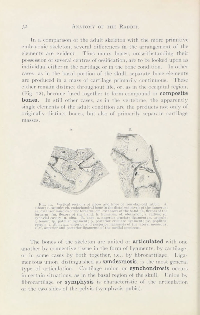 In a comparison of the adult skeleton with the more primitive embryonic skeleton, several differences in the arrangement of the elements are evident. Thus many bones, notwithstanding their possession of several centres of ossification, are to be looked upon as individual either in the cartilage or in the bone condition. In other cases, as in the basal portion of the skull, separate bone elements are produced in a mass of cartilage primarily continuous. These either remain distinct throughout life, or, as in the occipital region, (Fig. 12), become fused together to form compound or composite bones. In still other cases, as in the vertebrae, the apparently single elements ol the adult condition are the products not only of originally distinct bones, but also of primarily separate cartilage masses. A. B. X Fig. 13. Vertical sections of elbow and knee of four-day-old rabbit. A. elbow; c, capsule; eb, endochondral bone in the distal epiphysis of t lie humerus; ea, extensor muscles of the forearm; cm, extensors of the hand; fa, flexots of the forearm; fm, flexors of the hand; h, humerus; ol. olecranon; r. radius; sc. synovial cavity; u. ulna. B. knee; a, anterior cruciate ligament; c, capsule; f, femur; lp, patellar ligament; p. posterior cruciate ligament; pv. popliteal vessels; t. tibia; x.x. anterior and posterior ligaments of the lateral meniscus; x',x', anterior and posterior ligaments of the medial meniscus. The bones of the skeleton are united or articulated with one another by connective tissue in the form of ligaments, by cartilage, or in some cases by both together, i.e., by fibrocartilage. Liga- mentous union, distinguished as syndesmosis, is the most general type of articulation. Cartilage union or synchondrosis occurs in certain situations, as in the basal region ol the skull. Union by fibrocartilage or symphysis is characteristic of the articulation of the two sides of the pelvis (symphysis pubis).
