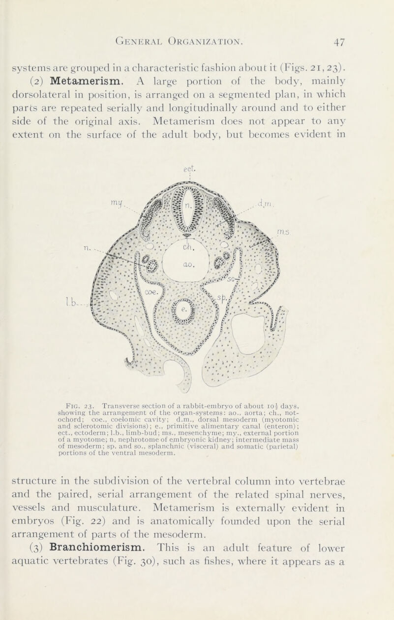 systems are grouped in a characteristic fashion about it (Figs. 21,23). (2) Metamerism. A large portion of the body, mainly dorsolateral in position, is arranged on a segmented plan, in which parts are repeated serially and longitudinally around and to either side of the original axis. Metamerism does not appear to any extent on the surface of the adult body, but becomes evident in get. Fig. 23. Transverse section of a rabbit-embryo of about ioj days, showing the arrangement of the organ-systems: ao., aorta; ch., not- ochord; coe., coelomic cavity; d.m., dorsal mesoderm (myotomic and sclerotomic divisions); e., primitive alimentary canal (enteron); ect., ectoderm; l.b., limb-bud; ms., mesenchyme; my., external portion of a myotome; n, nephrotomeof embryonic kidney; intermediate mass of mesoderm; sp. and so., splanchnic (visceral) and somatic (parietal) portions of the ventral mesoderm. structure in the subdivision of the vertebral column into vertebrae and the paired, serial arrangement of the related spinal nerves, vessels and musculature. Metamerism is externally evident in embryos (Fig. 22) and is anatomically founded upon the serial arrangement of parts of the mesoderm. (3) Branchiomerism. This is an adult feature of lower aquatic vertebrates (Fig. 30), such as fishes, where it appears as a