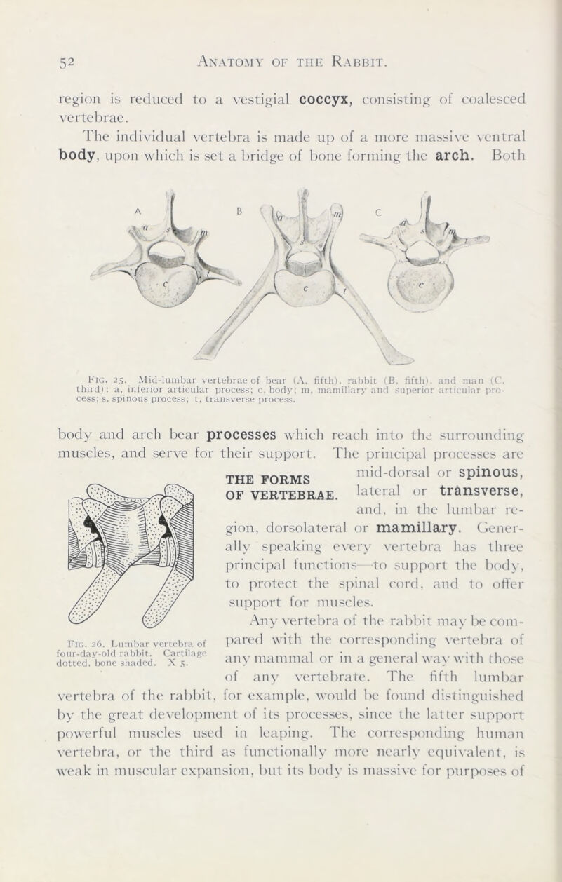 region is reduced to a vestigial coccyx, consisting of coalesced vertebrae. The individual vertebra is made up of a more massive ventral body, upon which is set a bridge of bone forming the arch. Both Fig. 25. Mid-lumbar vertebrae of bear (A, fifth), rabbit (B, fifth), and man (C, third): a, inferior articular process; c, body; m, mamillary and superior articular pro- cess; s, spinous process; t, transverse process. body and arch bear processes which reach into the surrounding muscles, and serve for their support. The principal processes are THE FORMS mid-dorsal or spinous, OF vertebrae, lateral or transverse, and, in the lumbar re- gion, dorsolateral or mamillary. Gener- ally speaking every vertebra has three principal functions—to support the body, to protect the spinal cord, and to offer support for muscles. Any vertebra of the rabbit may be com- pared with the corresponding vertebra of any mammal or in a general way with those of any vertebrate. The fifth lumbar vertebra of the rabbit, lor example, would be found distinguished by the great development of its processes, since the latter support powerful muscles used in leaping. The corresponding human vertebra, or the third as functionally more nearly equivalent, is weak in muscular expansion, but its body is massive for purposes of Fig. 26. Lumbar vertebra of four-day-old rabbit. Cartilage dotted, bone shaded. X 5.