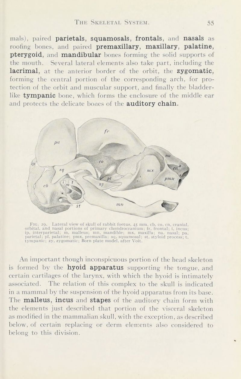 mals), paired parietals, squamosals, frontals, and nasals as rooting bones, and paired premaxillary, maxillary, palatine, pterygoid, and mandibular bones forming the solid supports of the mouth. Several lateral elements also take part, including the lacrimal, at the anterior border of the orbit, the zygomatic, forming the central portion of the corresponding arch, for pro- tection of the orbit and muscular support, and finally the bladder- like tympanic bone, which forms the enclosure of the middle ear and protects the delicate bones of the auditory chain. Fig. 29. Lateral view of skull of rabbit foetus, 45 mm. cb, co, cn, cranial, orbital, and nasal portions of primary chondrocranium; fr, frontal; i, incus; ip, interparietal; m, malleus; ran, mandible; mx, maxilla; na, nasal; pa, parietal; pi, palatine; pmx, premaxilla; sq, squamosal; st, styloid process; t, tympanic; zy, zygomatic; Born plate model, after Yoit. An important though inconspicuous portion of the head skeleton is formed by the hyoid apparatus supporting the tongue, and certain cartilages of the larynx, with which the hyoid is intimately associated. The relation of this complex to the skull is indicated in a mammal by the suspension of the hyoid apparatus from its base. The malleus, incus anil stapes o! the auditor\ chain loi m with the elements just described that portion of the visceral skeleton as modified in the mammalian skull, with the exception, as described below, of certain replacing or derm elements also considered to belong to this division.