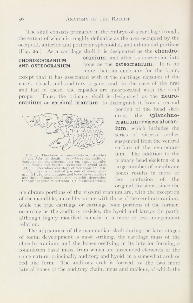 The skull consists primarily in the embryo ot a cartilage trough, the extent of which is roughly definable as the area occupied by the occipital, anterior and posterior sphenoidal, and ethmoidal portions (Fig. 2c).) As a cartilage skull it is designated as the chondro- CHONDROCRANIUM cranium, and after its conversion into AND OSTEOCRANIUM. bone as the osteocranium. It is no more than an enclosure for the brain, i except that it has associated with it the cartilage capsules ol the nasal, visual, and auditory organs, and, in the case of the first and last of these, the capsules are incorporated with the skull proper. Thus, the primary skull is designated as the neuro- cranium or cerebral cranium, to distinguish it from a second portion of the head skel- eton, the splanchno- cranium or visceral cran- ium, which includes the series of visceral a relies suspended from the ventral surface of the neurocran- ium. The addition to the primary head skeleton of a large number of membrane bones results in more or less confusion ot the original divisions, since the membrane portions of the visceral cranium are, with the exception of the mandible, united by suture with those of the cerebral cranium, while the true cartilage or cartilage bone portions of the former, occurring as the auditory ossicles, the hyoid and larnyx (in part), although highly modified, remain in a more or less independent relation. The appearance of the mammalian skull during the later stages of foetal development is most striking, the cartilage mass of the chondrocranium, and the bones ossifying in its interior forming a foundation basal mass, from which are suspended elements of the same nature, principally auditory and hyoid, in a somewhat arch or rod like form. The auditory arch is formed by the two more lateral bones of the auditory chain, incus and malleus, of which the Fig. 30. The chondrocranium and visceral arches of the Atlantic dogfish, Acanthias: ca, auditory capsule; ch, chondrocranium; cn, nasal capsule; h,h', dorsal and ventral segments of hyoid arch (II); i, intercalary cartilage of vertebral column; ra,m', dorsal and vential poitions of mandibular arch (II), functional upper and lower jaws; malleus and incus of mammalian ear; or, orbit, depression for optic capsule; v, vertebra; 1-5, branchial arches.