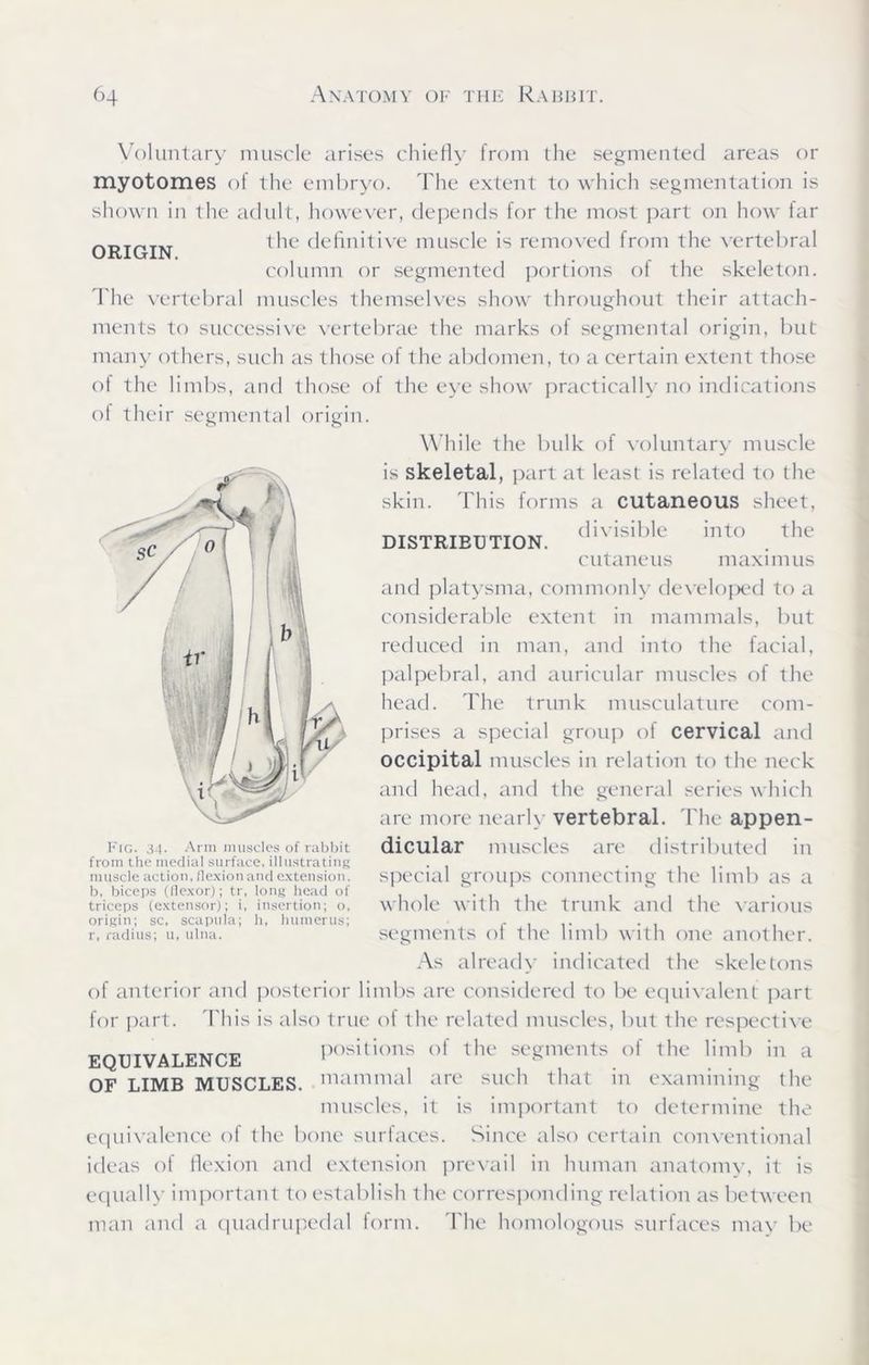 ORIGIN. Voluntary muscle arises chiefly from the segmented areas or myotomes of the embryo. The extent to which segmentation is shown in the adult, however, depends for the most part on how far the definitive muscle is removed from the vertebral column or segmented portions ol the skeleton. The vertebral muscles themselves show throughout their attach- ments to successive vertebrae the marks of segmental origin, but many others, such as those of the abdomen, to a certain extent those of the limbs, and those of the eye show practically no indications of their segmental origin. While the bulk of voluntary muscle is skeletal, part at least is related to the skin. This forms a cutaneous sheet, DISTRIBUTION. divisible int° . the cutaneus maximus and platysma, commonly developed to a considerable extent in mammals, but reduced in man, and into the facial, palpebral, and auricular muscles of the head. The trunk musculature com- prises a special group of cervical and occipital muscles in relation to the neck and head, and the general series which are more nearly vertebral. The appen- dicular muscles are distributed in special groups connecting the limb as a whole with the trunk and the various segments of the limb with one another. As already indicated the skeletons of anterior and posterior limbs are considered to be equivalent part for part. This is also true ol the related muscles, but the respective EQUIVALENCE positions of the segments of the limb in a OF LIMB MUSCLES, mammal are such that m examining the muscles, it is important to determine the equivalence of the bone surfaces. Since also certain conventional ideas of flexion and extension prevail in human anatomy, it is equally important to establish the corresponding relation as between man and a quadrupedal form. The homologous surfaces may be Fig. 34. Arm muscles of rabbit from the medial surface, illustrating muscle action, flexion and extension. b, biceps (llexor); tr, long head of triceps (extensor); i, insertion; o, origin; sc, scapula; h, humerus; r, radius; u, ulna.