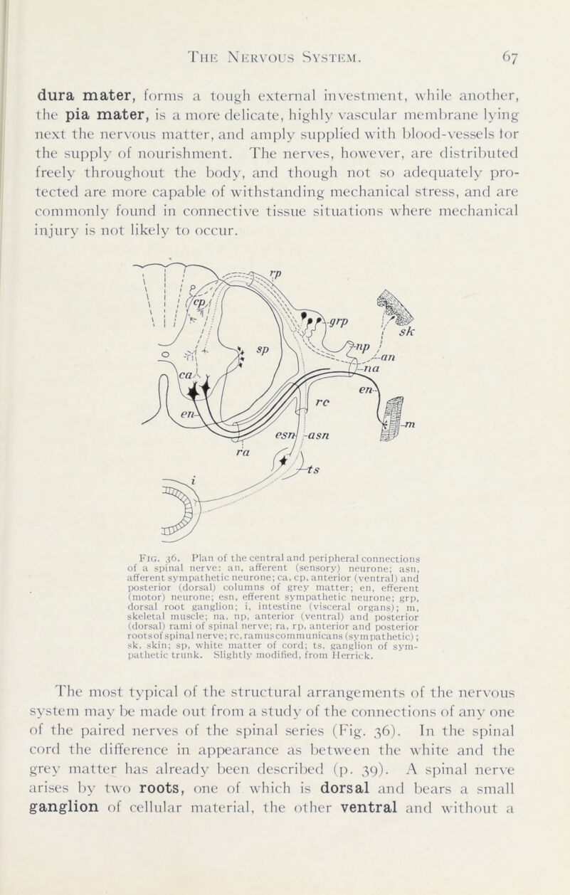 dura mater, forms a tough external investment, while another, the pia mater, is a more delicate, highly vascular membrane lying next the nervous matter, and amply supplied with blood-vessels tor the supply of nourishment. The nerves, however, are distributed freely throughout the body, and though not so adequately pro- tected are more capable of withstanding mechanical stress, and are commonly found in connective tissue situations where mechanical injury is not likely to occur. Fig. 36. Plan of the central and peripheral connections of a spinal nerve: an, afferent (sensory) neurone; asn, afferent sympathetic neurone; ca, cp, anterior (ventral) and posterior (dorsal) columns of grey matter; en, efferent (motor) neurone; esn, efferent sympathetic neurone; grp, dorsal root ganglion; i, intestine (visceral organs); m, skeletal muscle; na, np, anterior (ventral) and posterior (dorsal) rami of spinal nerve; ra, rp, anterior and posterior roots of spinal nerve; rc, ramus comm unicans (sympathetic); sk, skin; sp, white matter of cord; ts, ganglion of sym- pathetic trunk. Slightly modified, from Herrick. The most typical of the structural arrangements of the nervous system may be made out from a study of the connections of any one of the paired nerves of the spinal series (Fig. 36). In the spinal cord the difference in appearance as between the white and the grey matter has already been described (p. 39). A spinal nerve arises by two roots, one of which is dorsal and bears a small ganglion of cellular material, the other ventral and without a