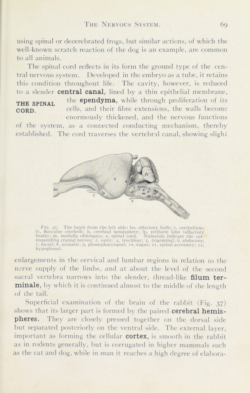 using spinal or decerebrated frogs, but similar actions, of which the well-known scratch reaction of the dog is an example, are common to all animals. The spinal cord reflects in its form the ground type ot the cen- tral nervous system. Developed in the embryo as a tube, it retains this condition throughout life. The cavity, however, is reduced to a slender central canal, lined by a thin epithelial membrane, THE SPINAL ependyma, while through proliferation of its CORD. cells, and their fibre extensions, the walls become enormously thickened, and the nervous functions of the system, as a connected conducting mechanism, thereby established. The cord traverses the vertebral canal, showing slight Fig. 37. The brain from the left side: bo, olfactory bulb; c, cerebellum; fc, flocculus cerebelli; h, cerebral hemisphere; !p, piriform lobe (olfactory brain); m, medulla oblongata; s, spinal cord. Numerals indicate the cor- responding cranial nerves; 2, optic; 4, trochlear; 5, trigeminal; 6, abducens; 7, facial; 8, acoustic; 9, glossopharyngeal; 10, vagus; 11, spinal accessory; 12, hypoglossal. enlargements in the cervical and lumbar regions in relation to the nerve supply of the limbs, and at about the level of the second sacral vertebra narrows into the slender, thread-like filum ter- minale, by which it is continued almost to the middle of (he length of the tail. Superficial examination of the brain of the rabbit (Fig. 37) shows that its larger part is formed by the paired cerebral hemis- pheres. They are closely pressed together on the dorsal side but separated posteriorly on the ventral side. The external layer, important as forming the cellular cortex, is smooth in the rabbit as in rodents generally, but is corrugated in higher mammals such as the cat and dog, while in man it reaches a high degree of elabora-