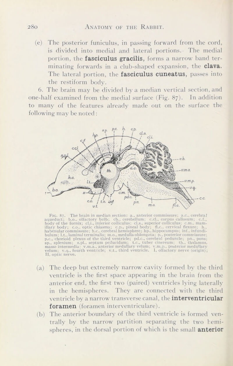 (e) The posterior funiculus, in passing forward from the cord, is divided into medial and lateral portions. The medial portion, the fasciculus gracilis, forms a narrow band ter- minating forwards in a club-shaped expansion, the clava. The lateral portion, the fasciculus cuneatus, passes into the restiform body. 6. The brain may be divided by a median vertical section, and one-half examined from the medial surface (Fig. 87). In addition to many of the features already made out on the surface the following may be noted : Fig. 87. The brain in median section: a., anterior commissure; a.c., cerebral aqueduct; b.o., olfactory bulb; cb., cerebellum; c.cl., corpus callosum; c.f., body of the fornix; cl.i., inferior colliculus; cl.s., superior colliculus; c.m., mam- illary body; c.o., optic chiasma; c.p., pineal body; fl.c., cervical flexure; h., habenular commissure; h.c., cerebral hemisphere; hp., hippocampus; inf., infundi- bulum; l.t., laminal terminalis; m.o., medulla oblongata; p., posterior commissure; p.c., chorioid plexus of the third ventricle; pd.c., cerebral peduncle; pn., pons; sp., splenium; s.pl., septum pellucidum; t.c., tuber cinereum; th., thalamus, massa intermedia; v.m.a., anterior medullary velum; v.m.p., posterior medullary velum; v.q., fourth ventricle; v.t., third ventricle. 1, olfactory nerve (origin); II, optic nerve. (a) The deep but extremely narrow cavity formed by the third ventricle is the first space appearing in the brain from the anterior end, the first two (paired) ventricles lying laterally in the hemispheres. They are connected with the third ventricle by a narrow transverse canal, (lie interventricular foramen (foramen interventriculare). (b) The anterior boundary of the third ventricle is formed cen- trally by the narrow partition separating the two hemi- spheres, in the dorsal portion of which is the small anterior