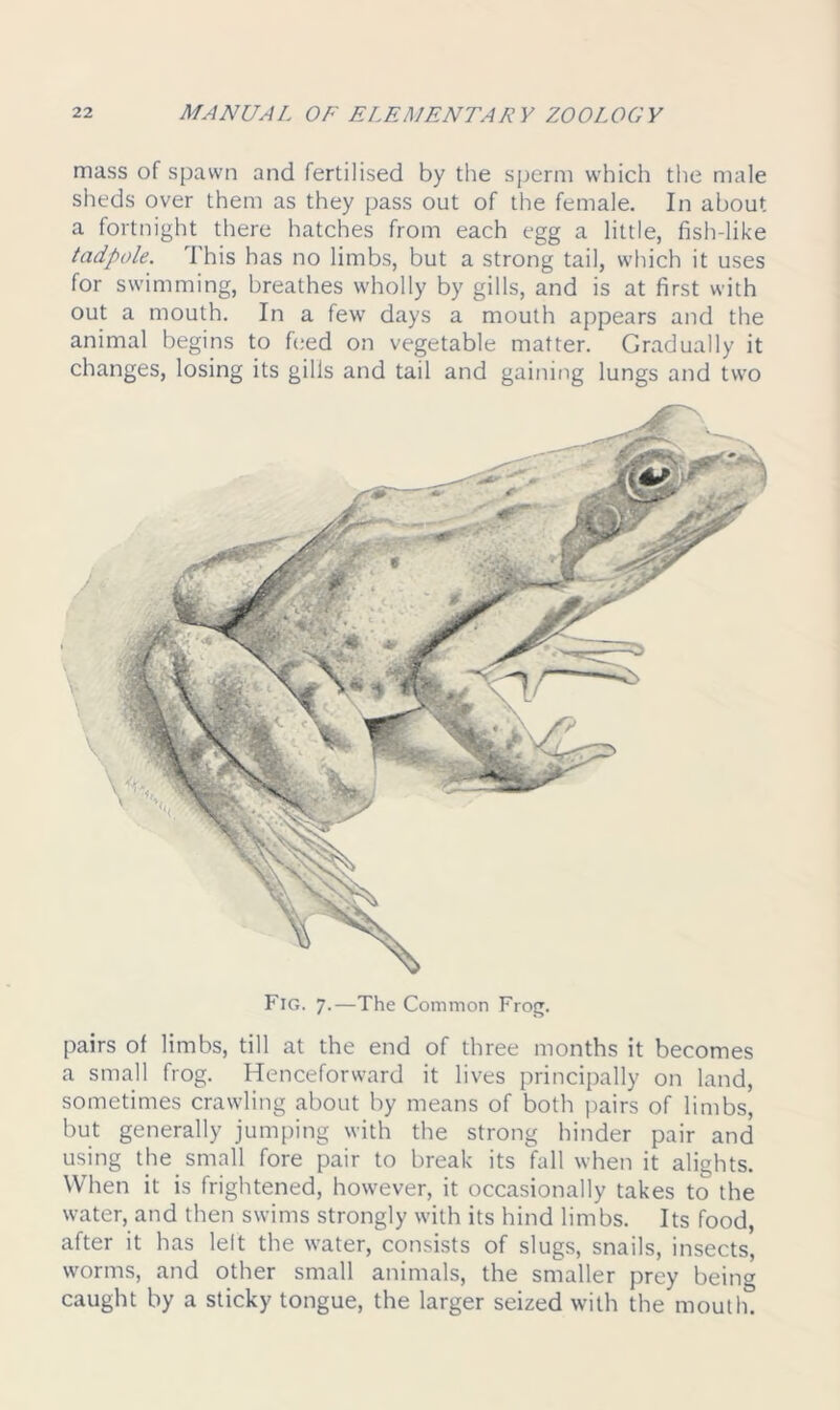 mass of spawn and fertilised by the sperm which the male sheds over them as they pass out of the female. In about a fortnight there hatches from each egg a little, fish-like tadpole. This has no limbs, but a strong tail, which it uses for swimming, breathes wholly by gills, and is at first with out a mouth. In a few days a mouth appears and the animal begins to feed on vegetable matter. Gradually it changes, losing its gills and tail and gaining lungs and two Fig. 7.—The Common Frog. pairs of limbs, till at the end of three months it becomes a small frog. Henceforward it lives principally on land, sometimes crawling about by means of both pairs of limbs, but generally jumping with the strong hinder pair and using the small fore pair to break its fall when it alights. When it is frightened, however, it occasionally takes to the water, and then swims strongly with its hind limbs. Its food, after it has left the water, consists of slugs, snails, insects, worms, and other small animals, the smaller prey being caught by a sticky tongue, the larger seized with the mouth.