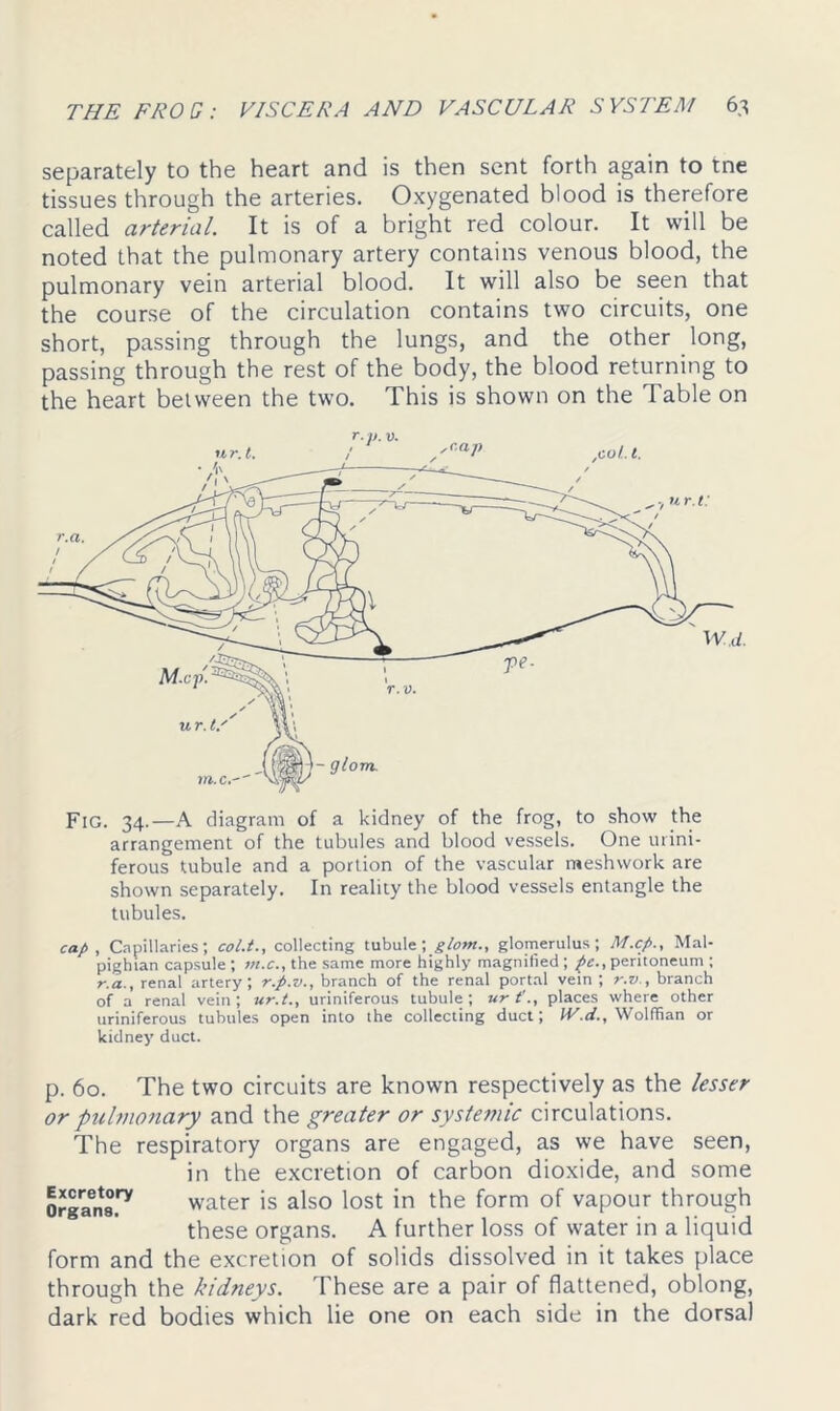 separately to the heart and is then sent forth again to tne tissues through the arteries. Oxygenated blood is therefore called arterial. It is of a bright red colour. It will be noted that the pulmonary artery contains venous blood, the pulmonary vein arterial blood. It will also be seen that the course of the circulation contains two circuits, one short, passing through the lungs, and the other long, passing through the rest of the body, the blood returning to the heart between the two. This is shown on the Table on Fig. 34.—A diagram of a kidney of the frog, to show the arrangement of the tubules and blood vessels. One urini- ferous tubule and a portion of the vascular meshwork are shown separately. In reality the blood vessels entangle the tubules. cap , Capillaries; col.t., collecting tubule; glom., glomerulus; M.cp., Mal- pighian capsule ; m.c., the same more highly magnified; pc., peritoneum ; r.a., renal artery; r.p.v., branch of the renal portal vein ; r.vbranch of a renal vein; ur.t., uriniferous tubule; urt'., places where other uriniferous tubules open into the collecting duct; IV.d., Wolffian or kidney duct. p. 60. The two circuits are known respectively as the lesser or pulmonary and the greater or systemic circulations. The respiratory organs are engaged, as we have seen, in the excretion of carbon dioxide, and some Organa!7 water is also lost in the form of vapour through these organs. A further loss of water in a liquid form and the excretion of solids dissolved in it takes place through the kidneys. These are a pair of flattened, oblong, dark red bodies which lie one on each side in the dorsal