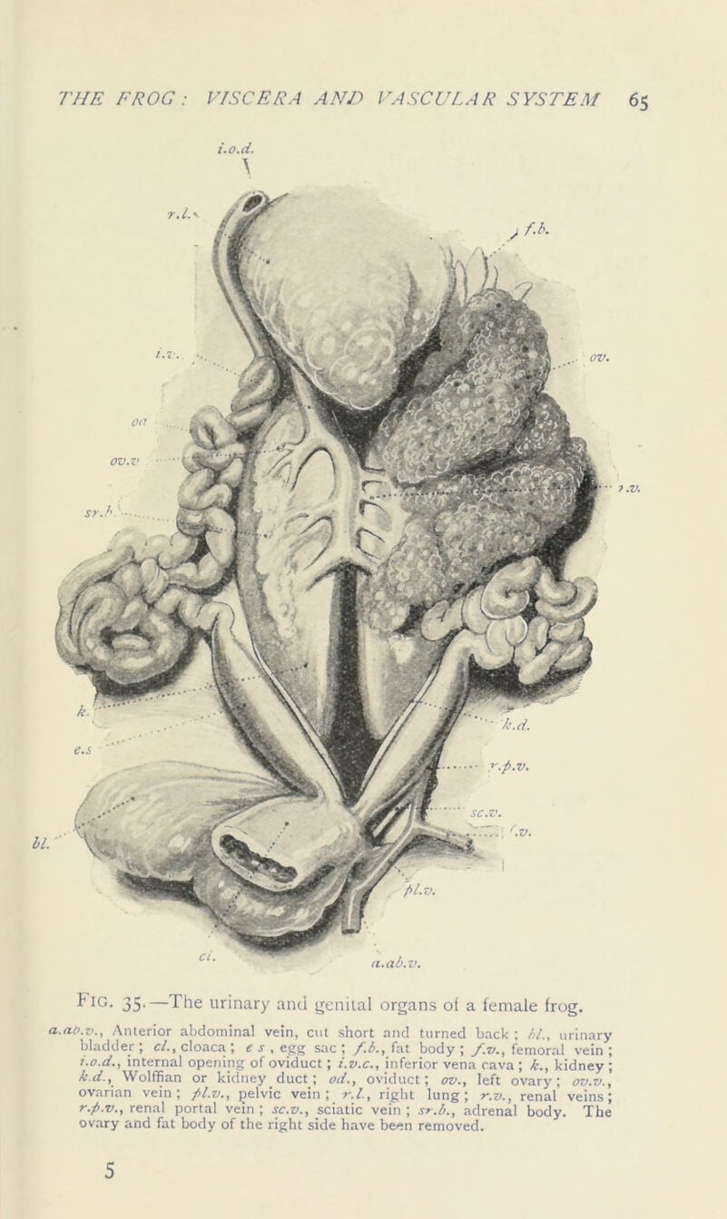 i.o.ti. \ w \ \ /\y \ * J/ Ul 7.V. Fig. 35.—The urinary and genital organs of a female frog. a.af.v., Anterior abdominal vein, cut short and turned back ; hi., urinary bladder ; cl., cloaca ; c s , egg sac ; f.b., fat body ; fv., femoral vein ; i.o.d., internal opening of oviduct; i.v.c., inferior vena cava ; k., kidney ; Wolffian or kidney duct; od., oviduct; ov., left ovary; ov.v., ovarian vein; pi.v., pelvic vein; r.l., right lung; r.v., renal veins; r.p.v., renal portal vein ; sc.v., sciatic vein ; sr.b., adrenal body. The ovary and fat body of the right side have been removed. 5