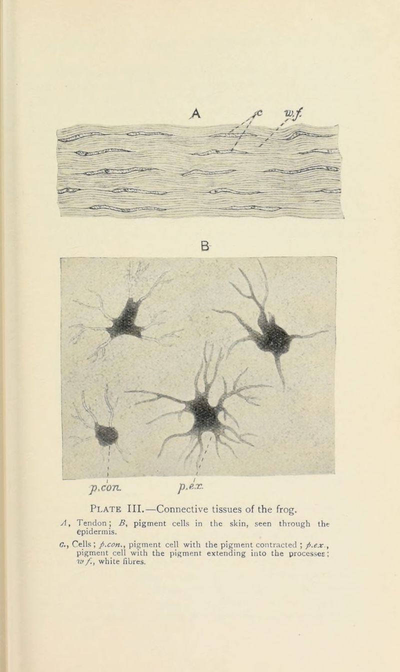 B p.con. p.p.T. Plate III.—Connective tissues of the frog. A, Tendon; B, pigment cells in the skin, seen through the epidermis. C., Cells; p.con., pigment cell with the pigment contracted ; p.ex , pigment cell with the pigment extending into the processes; in white fibres.