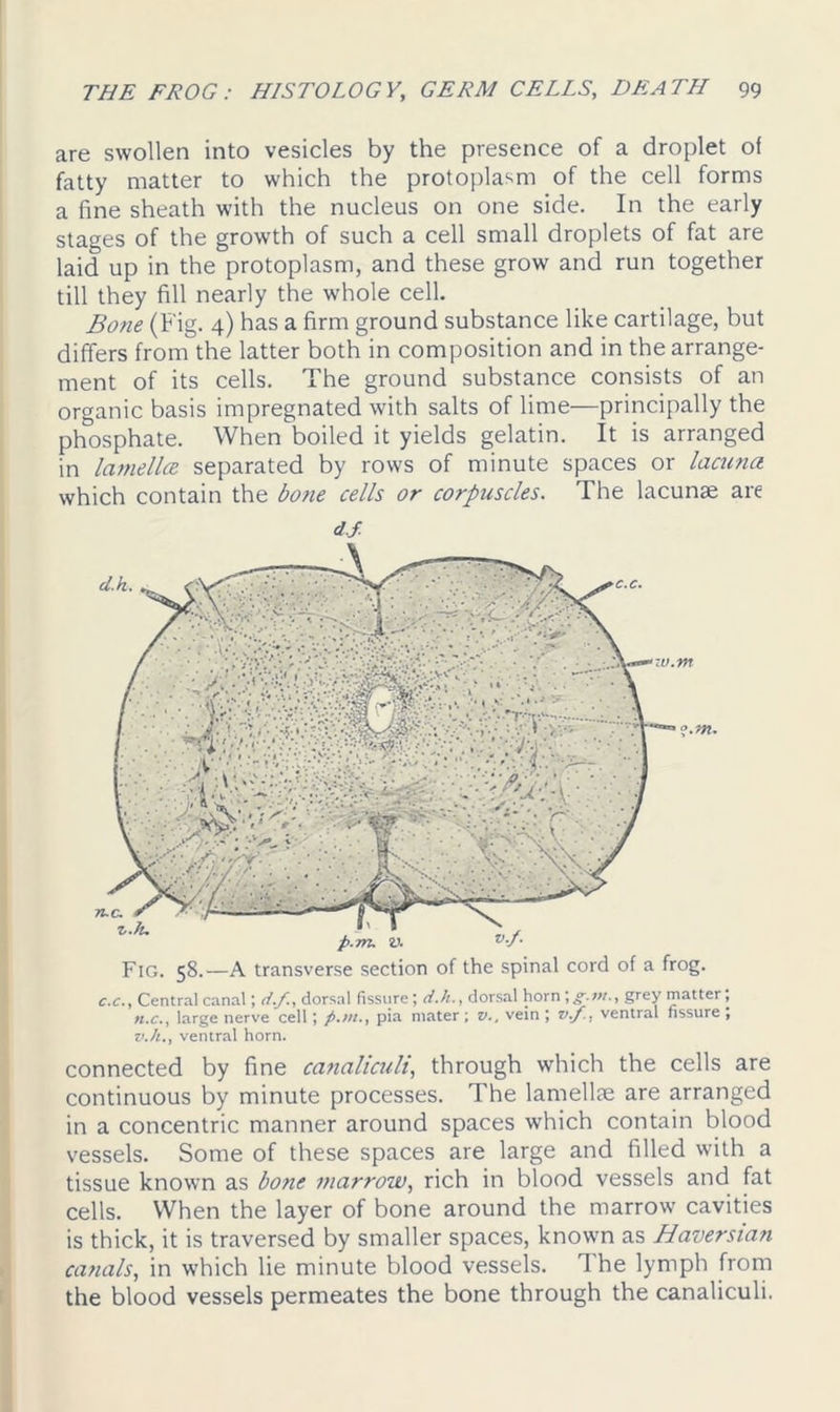are swollen into vesicles by the presence of a droplet of fatty matter to which the protoplasm of the cell forms a fine sheath with the nucleus on one side. In the early stages of the growth of such a cell small droplets of fat are laid up in the protoplasm, and these grow and run together till they fill nearly the whole cell. Bone (Fig. 4) has a firm ground substance like cartilage, but differs from the latter both in composition and in the arrange- ment of its cells. The ground substance consists of an organic basis impregnated with salts of lime—principally the phosphate. When boiled it yields gelatin. It is arranged in lamella separated by rows of minute spaces or lacuna which contain the bone cells or corpuscles. The lacunae are d.f. c.c., Central canal; d.f., dorsal fissure; d.h., dorsal horn \g.in., grey matter; n.c., large nerve cell; p.m., pia mater ; v., vein ; v.f., ventral fissure , v.h., ventral horn. connected by fine canaliculi, through which the cells are continuous by minute processes. The lamellae are arranged in a concentric manner around spaces which contain blood vessels. Some of these spaces are large and filled with a tissue known as bone marrow, rich in blood vessels and fat cells. When the layer of bone around the marrow cavities is thick, it is traversed by smaller spaces, known as Haversian canals, in which lie minute blood vessels. 1 he lymph from the blood vessels permeates the bone through the canaliculi.