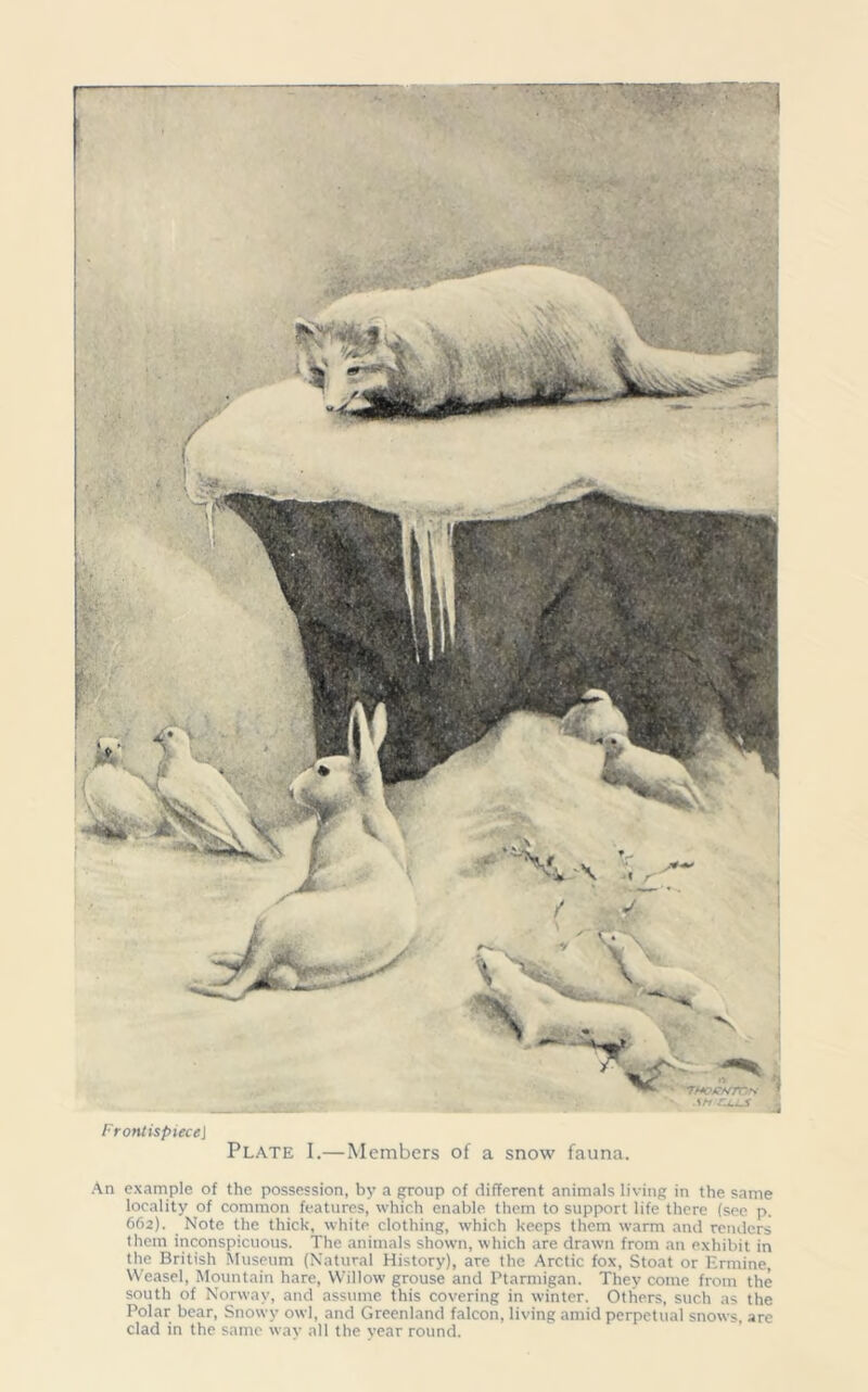 r FrontispieceJ Plate I.—Members of a snow fauna. An example of the possession, by a group of different animals living in the same locality of common features, which enable them to support life there (see p. 662). Note the thick, white clothing, which keeps them warm and renders them inconspicuous. The animals shown, which are drawn from an exhibit in the British Museum (Natural History), are the Arctic fox, Stoat or Ermine, Weasel, Mountain hare, Willow grouse and Ptarmigan. They come from the south of Norway, and assume this covering in winter. Others, such as the Polar bear, Snowy owl, and Greenland falcon, living amid perpetual snows, are clad in the same way all the year round.