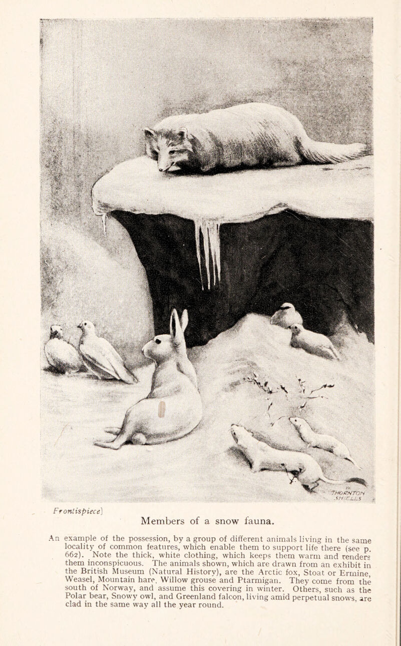 Frontispiece] Members of a snow fauna. An example of the possession, by a group of different animals living in the same locality of common features, which enable them to support life there (see p. 662). Note the thick, white clothing, which keeps them warm and renders' them inconspicuous. The animals shown, which are drawn from an exhibit in the British Museum (Natural History), are the Arctic fox, Stoat or Ermine, Weasel, Mountain hare, Willow grouse and Ptarmigan. They come from the south of Norway, and assume this covering in winter. Others, such as the Polar bear, Snowy owl, and Greenland falcon, living amid perpetual snows, are clad in the same way all the year round. jsmcujs