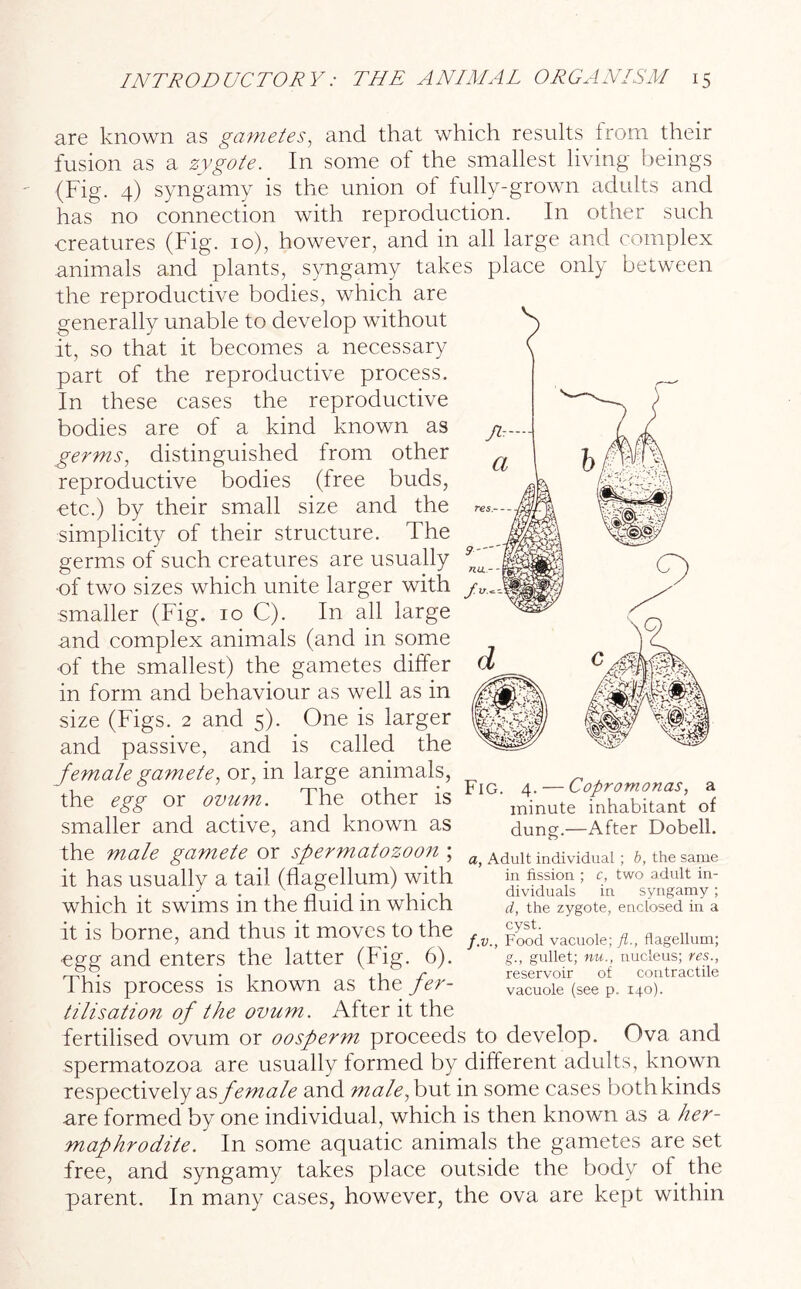 are known as gametes, and that which results from their fusion as a zygote. In some of the smallest living beings (Fig. 4) syngamy is the union ot fully-grown adults and has no connection with reproduction. In other such creatures (Fig. 10), however, and in all large and complex animals and plants, syngamy takes place only between the reproductive bodies, which are generally unable to develop without it, so that it becomes a necessary part of the reproductive process. In these cases the reproductive bodies are of a kind known as germs, distinguished from other reproductive bodies (free buds, etc.) by their small size and the simplicity of their structure. The germs of such creatures are usually •of two sizes which unite larger with smaller (Fig. 10 C). In all large and complex animals (and in some •of the smallest) the gametes differ in form and behaviour as well as in size (Figs. 2 and 5). One is larger and passive, and is called the female gamete, or, in large animals, the egg or ovum. The other is smaller and active, and known as the male gamete or spermatozoon ; it has usually a tail (flagellum) with which it swims in the fluid in which it is borne, and thus it moves to the •egg and enters the latter (Fig. 6). This process is known as the fer- tilisation of the ovum. After it the fertilised ovum or oosperm proceeds to develop. Ova and spermatozoa are usually formed by different adults, known respectively as female and male., but in some cases both kinds are formed by one individual, which is then known as a her- maphrodite. In some aquatic animals the gametes are set free, and syngamy takes place outside the body of the parent. In many cases, however, the ova are kept within Fig. 4. — Copromonas, a minute inhabitant of dung.—After Dobell. a, Adult individual ; b, the same in fission ; c, two adult in- dividuals in syngamy; d, the zygote, enclosed in a cyst. f.v., Food vacuole; fl., flagellum; g., gullet; nu., nucleus; res., reservoir of contractile vacuole (see p. 140).