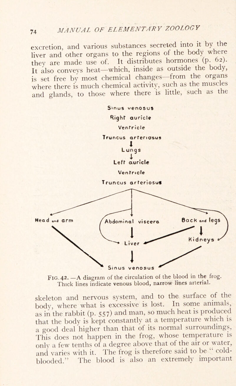 excretion, and various substances secreted into it by the liver and’ other organs to the regions of the body where they are made use of. It distributes hormones (p. 62). It also conveys heat—which, inside as outside the body, is set free by most chemical changes—from the organs where there is much chemical activity, such as the muscles and glands, to those where there is little, such as the Sinus venosus Right auricle Ventricle Truncus arteriosus i Lungs i Left auricle Ven tncle Truncus arteriosus Fig.42. —A diagram of the circulation of the blood in the frog. Thick lines indicate venous blood, narrow lines arterial. skeleton and nervous system, and to the surface ol the body, where what is excessive is lost. In some animals, as in the rabbit (p. 557) and man, so much heat is produced that the body is kept constantly at a temperature which is a good deal higher than that of its normal surroundings, This does not happen in the frog, whose temperature is only a few tenths of a degree above that of the air or water, and varies with it. The frog is therefore said to be cold- blooded.” The blood is also an extremely important