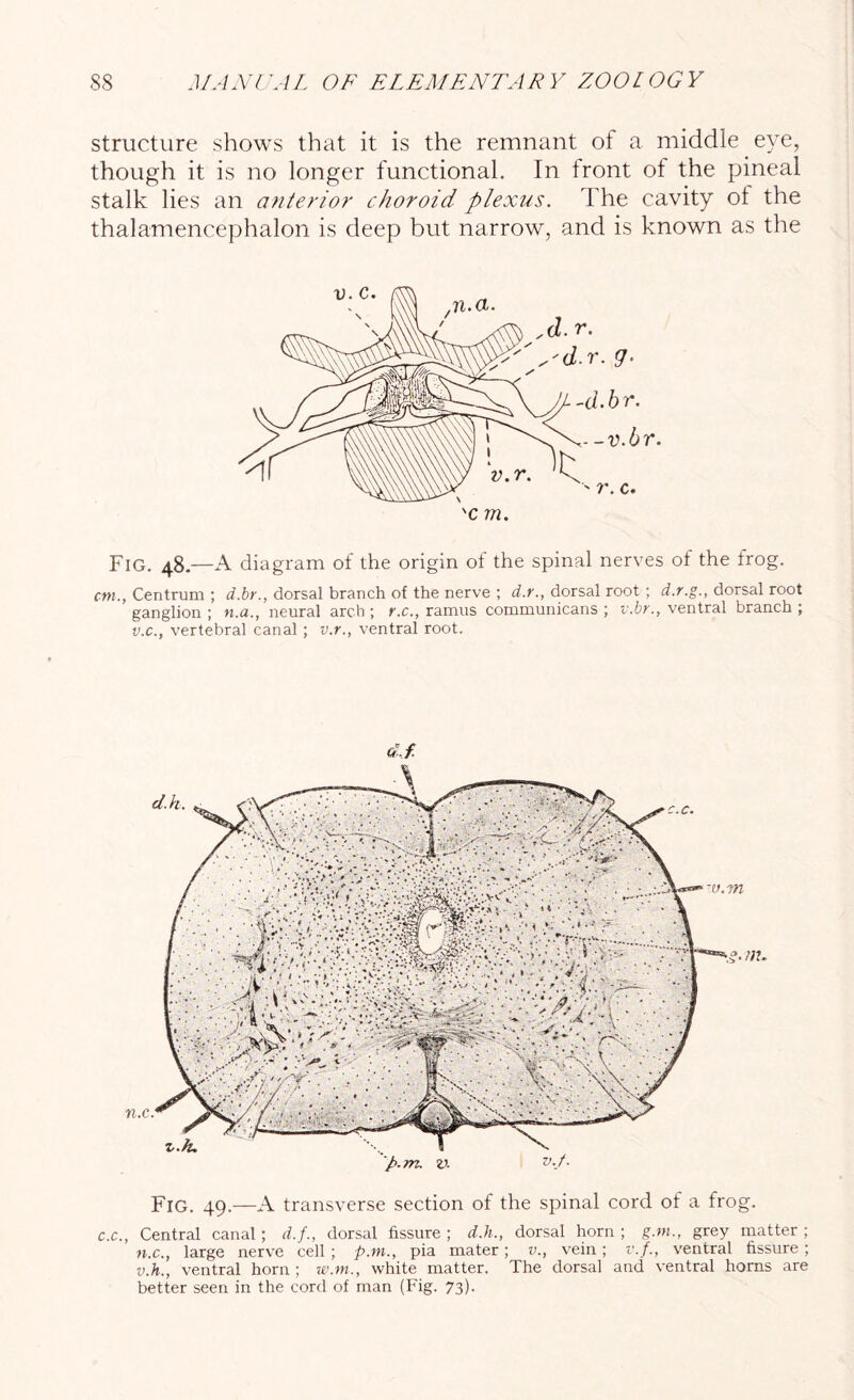 structure shows that it is the remnant of a middle eye, though it is no longer functional. In front of the pineal stalk lies an anterior choroid plexus. The cavity of the thalamencephalon is deep but narrow, and is known as the Fig. 48.—A diagram of the origin of the spinal nerves of the irog. cm., Centrum ; d.br., dorsal branch of the nerve ; d.r., dorsal root ; d.r.g., dorsal root ganglion ; n.a., neural arch ; r.c., ramus communicans ; v.br., ventral branch ; v.c., vertebral canal; v.r., ventral root. dj. Fig. 49.—A transverse section of the spinal cord of a frog. c.c., Central canal ; d.f., dorsal fissure ; d.h., dorsal horn ; g.m., grey matter ; n.c., large nerve cell ; p.m., pia mater; v., vein ; v.f., ventral fissure; v.h., ventral horn; w.m., white matter. The dorsal and ventral horns are better seen in the cord of man (Fig. 73).