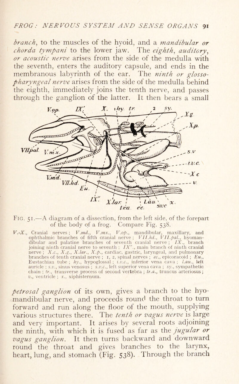 branch, to the muscles of the hyoid, and a mandibular or chorda tympani to the lower jaw. The eighth, auditory, or acoustic nerve arises from the side of the medulla with the seventh, enters the auditory capsule, and ends in the membranous labyrinth of the ear. The ninth or glosso- pharyngeal nerve arises from the side of the medulla behind the eighth, immediately joins the tenth nerve, and passes through the ganglion of the latter. It then bears a small r 1 * l.CLU \ tha ec. svc Fig. 51.—A diagram of a dissection, from the left side, of the forepart of the body of a frog. Compare Fig. 538. V.-X., Cranial nerves ; V.md., V.mx., V.op., mandibular, maxillary, and ophthalmic branches of fifth cranial nerve ; Vll.hd., VII.pal., hyoman- dibular and palatine branches of seventh cranial nerve ; IX., branch joining ninth cranial nerve to seventh ; IX., main branch of ninth cranial nerve ; X.c., X.g., X.lar., X.p., cardiac, gastric, laryngeal, and pulmonary branches of tenth cranial nerve ; 1, 2, spinal nerves ; ec., epicoracoid ; Eu., Eustachian tube ; hy., hypoglossal ; i.v.c., inferior vena cava ; l.au., left auricle ; s.v., sinus venosus ; s.v.c., left superior vena cava ; sy., sympathetic chain ; tr., transverse process of second vertebra ; tr.a., truncus arteriosus; v., ventricle ; x., xiphisternum. petrosal ganglion of its own, gives a branch to the hyo- mandibular nerve, and proceeds round the throat to turn forward and run along the floor of the mouth, supplying various structures there. The tenth or vagus nerve is large and very important. It arises by several roots adjoining the ninth, with which it is fused as far as the jugular or vagus ganglion. It then turns backward and downward round the throat and gives branches to the larynx, heart, lung, and stomach (Fig. 538). Through the branch