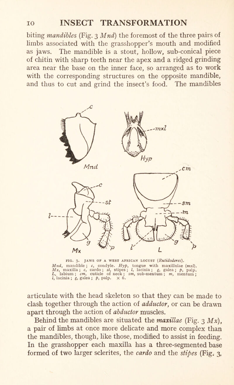 biting mandibles (Fig. 3 Mnd) the foremost of the three pairs of limbs associated with the grasshopper’s mouth and modified as jaws. The mandible is a stout, hollow, sub-conical piece of chitin with sharp teeth near the apex and a ridged grinding area near the base on the inner face, so arranged as to work with the corresponding structures on the opposite mandible, and thus to cut and grind the insect’s food. The mandibles P FIG. 3. JAWS OF A WEST AFRICAN LOCUST {RuUdoderCS). Mnd, mandible ; c, condyle. Hyp, tongue with maxillulae {mxl). Mx, maxilla; c, cardo ; st, stipes; I, lacinia; g, galea; p, palp. L, labium ; cm, cuticle of neck; sm, sub-mentum; m, mentum; I, lacinia ; g, galea ; p, palp, x 6. articulate with the head skeleton so that they can be made to clash together through the action of adductor, or can be drawn apart through the action of abductor muscles. Behind the mandibles are situated the maxillae (Fig. 3 Mx), a pair of limbs at once more delicate and more complex than the mandibles, though, like those, modified to assist in feeding. In the grasshopper each maxilla has a three-segmented base formed of two larger sclerites, the cardo and the stipes (Fig^ 3,