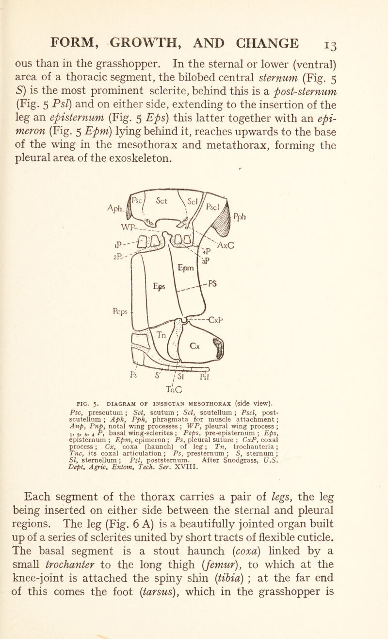 ous than in the grasshopper. In the sternal or lower (ventral) area of a thoracic segment, the bilobed central sternum (Fig. 5 S) is the most prominent sclerite, behind this is a post-sternum (Fig. 5 PsT) and on either side, extending to the insertion of the leg an episternum (Fig. 5 Eps) this latter together with an epi- meron (Fig. 5 Epm) l3dng behind it, reaches upwards to the base of the wing in the mesothorax and metathorax, forming the pleural area of the exoskeleton. FIG. 5. DIAGRAM OF INSECTAN MESOTHORAX (side view). Psc, prescutum ; Set, scutum; Scl, scutellum; Pscl, post- scutellum ; Aph, Pph, phragmata for muscle attachment; Anp, Pnp, notal wing processes ; WP, pleural wing process ; i> 2) 8) 4 P, basal wing-sclerites ; Peps, pre-episternum ; Eps, episternum ; Epm, epimeron; Ps, pleural suture ; CxP, coxal process; Cx, coxa (haunch) of leg; Tn, trochanteria; Tnc, its coxal articulation; Ps, presternum; S, sternum; SI, stemellum ; Psl, poststernum. After Snodgrass, U.S. Dept. Agric. Entom. Tech. Ser. XVIII. Each segment of the thorax carries a pair of legs, the leg being inserted on either side between the sternal and pleural regions. The leg (Fig. 6 A) is a beautifully jointed organ built up of a series of sclerites united by short tracts of flexible cuticle. The basal segment is a stout haunch (coxa) hnked by a small trochanter to the long thigh {femur), to which at the knee-joint is attached the spiny shin {tihia) ; at the far end of this comes the foot {tarsus), which in the grasshopper is