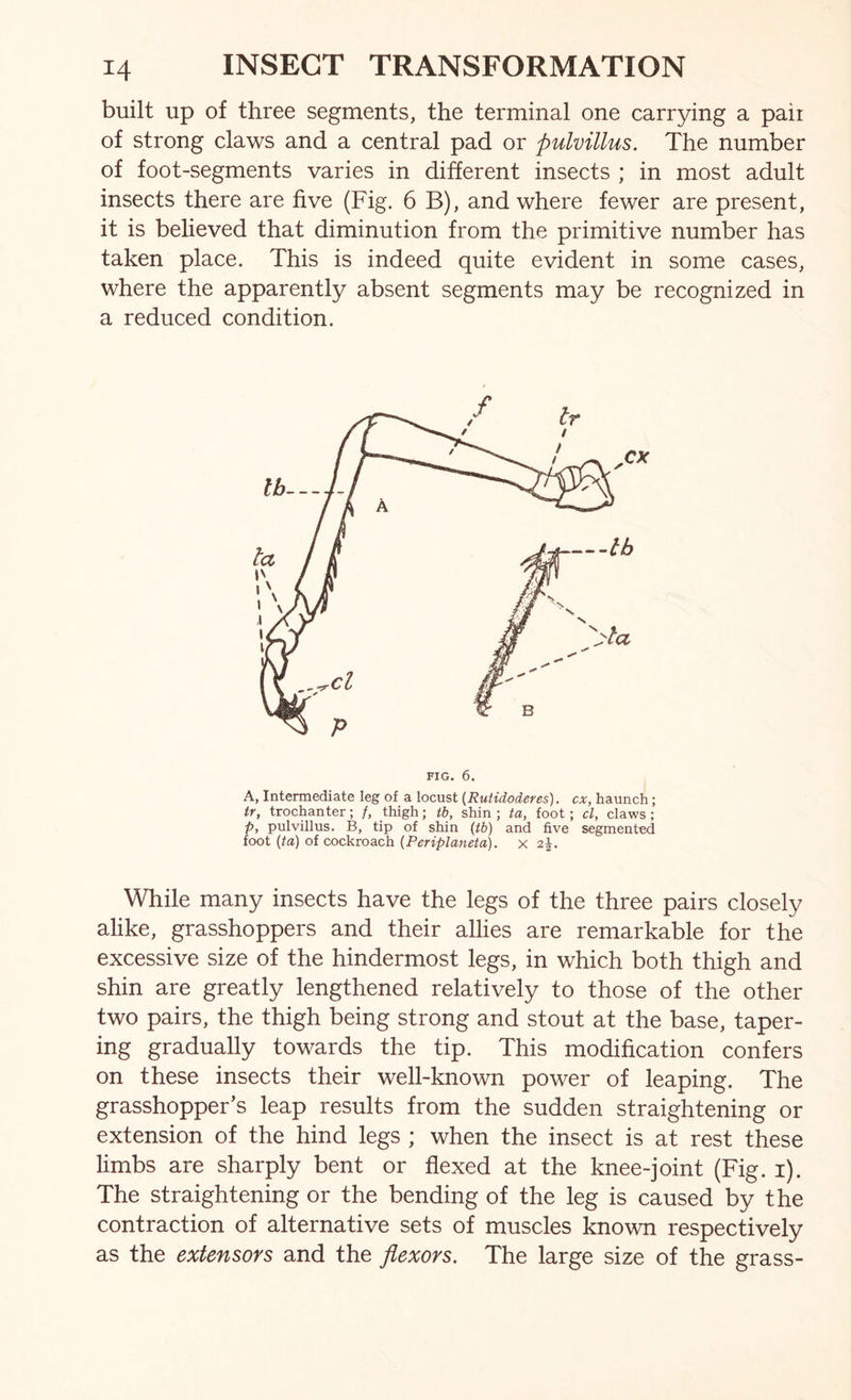 built up of three segments, the terminal one carrying a pair of strong claws and a central pad or pulvillus. The number of foot-segments varies in different insects ; in most adult insects there are five (Fig. 6 B), and where fewer are present, it is believed that diminution from the primitive number has taken place. This is indeed quite evident in some cases, where the apparently absent segments may be recognized in a reduced condition. FIG. 6. A, Intermediate leg of a locust (Rutidoderes). cx, haunch; tr, trochanter; /, thigh; tb, shin ; ta, foot ; cl, claws ; p, pulvillus. B, tip of shin {tb) and five segmented foot {to) of cockroach (Periplaneta). x 2|. While many insects have the legs of the three pairs closely alike, grasshoppers and their allies are remarkable for the excessive size of the hindermost legs, in which both thigh and shin are greatly lengthened relatively to those of the other two pairs, the thigh being strong and stout at the base, taper- ing gradually towards the tip. This modification confers on these insects their well-known power of leaping. The grasshopper’s leap results from the sudden straightening or extension of the hind legs ; when the insect is at rest these limbs are sharply bent or flexed at the knee-joint (Fig. i). The straightening or the bending of the leg is caused by the contraction of alternative sets of muscles known respectively as the extensors and the flexors. The large size of the grass-