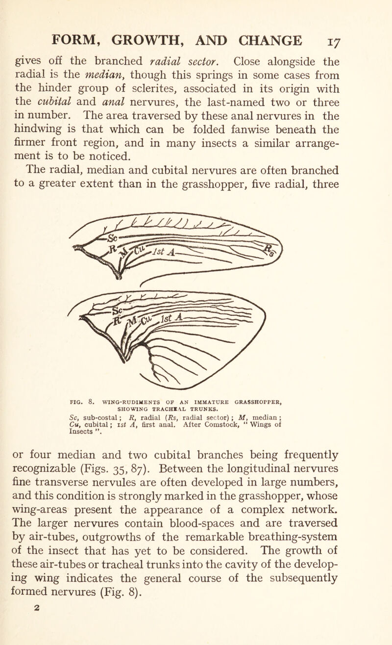 gives off the branched radial sector. Close alongside the radial is the mediariy though this springs in some cases from the hinder group of sclerites, associated in its origin with the cuhital and anal nervures, the last-named two or three in number. The area traversed by these anal nervures in the hindwing is that which can be folded fanwise beneath the firmer front region, and in many insects a similar arrange- ment is to be noticed. The radial, median and cubital nervures are often branched to a greater extent than in the grasshopper, five radial, three FIG. 8. WING-RUDIMENTS OF AN IMMATURE GRASSHOPPER, SHOWING TRACHIAL TRUNKS. Sc, sub-costal; R, radial {Rs, radial sector) ; M, median ; Cu, cubital; 1st A, first anal. After Comstock, “ Wings of Insects ”. or four median and two cubital branches being frequently recognizable (Figs. 35, 87). Between the longitudinal nervures fine transverse nervules are often developed in large numbers, and this condition is strongly marked in the grasshopper, whose wing-areas present the appearance of a complex network. The larger nervures contain blood-spaces and are traversed by air-tubes, outgrowths of the remarkable breathing-system of the insect that has yet to be considered. The growth of these air-tubes or tracheal trunks into the cavity of the develop- ing wing indicates the general course of the subsequently formed nervures (Fig. 8). 2
