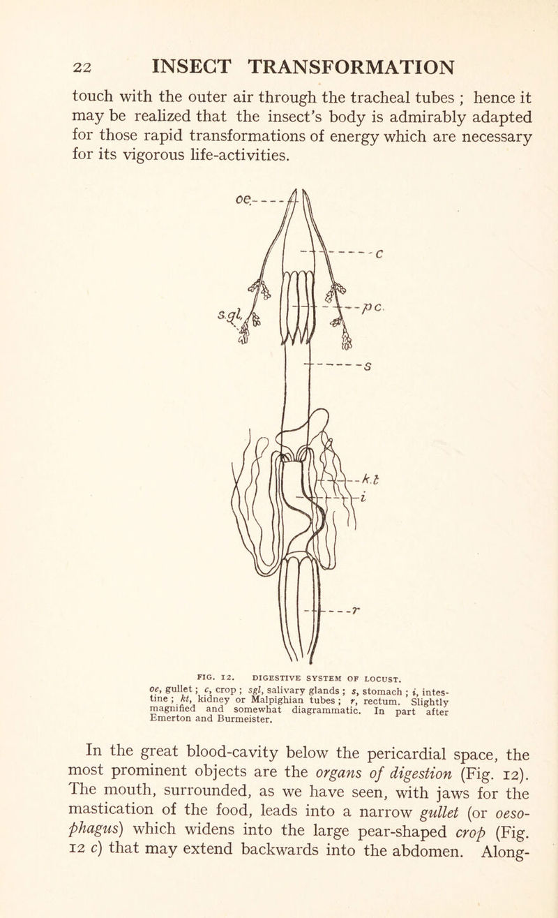 touch with the outer air through the tracheal tubes ; hence it may be realized that the insect’s body is admirably adapted for those rapid transformations of energy which are necessary for its vigorous life-activities. FIG. 12. DIGESTIVE SYSTEM OF LOCUST. oe, gullet; c, crop ; sgl, salivary glands ; s, stomach ; i, intes- tine ; kt, kidney or Malpighian tubes ; r, rectum. Slightly magnified and somewhat diagrammatic. In part after Emerton and Burmeister. In the great blood-cavity below the pericardial space, the most prominent objects are the organs of digestion (Fig. 12). The mouth, surrounded, as we have seen, with jaws for the mastication of the food, leads into a narrow gullet (or oeso- phagus) which widens into the large pear-shaped crop (Fig. 12 c) that may extend backwards into the abdomen. Along-