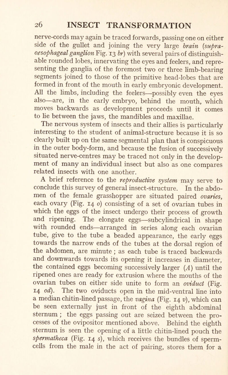 nerve-cords may again be traced forwards, passing one on either side of the gullet and joining the very large hrain [supra- 0esophageal ganglion Fig. 13 hr) with several pairs of distinguish- able rounded lobes, innervating the eyes and feelers, and repre- senting the ganglia of the foremost two or three limb-bearing segments joined to those of the primitive head-lobes that are formed in front of the mouth in early embryonic development. All the limbs, including the feelers—possibly even the eyes also—are, in the early embryo, behind the mouth, which moves backwards as development proceeds until it comes to lie between the jaws, the mandibles and maxillae. The nervous system of insects and their allies is particularly interesting to the student of animal-structure because it is so clearly built up on the same segmental plan that is conspicuous in the outer body-form, and because the fusion of successively situated nerve-centres may be traced not only in the develop- ment of many an individual insect but also as one compares related insects with one another. A brief reference to the reproductive system may serve to conclude this survey of general insect-structure. In the abdo- men of the female grasshopper are situated paired ovaries, each ovary (Fig. 14 0) consisting of a set of ovarian tubes in which the eggs of the insect undergo their process of growth and ripening. The elongate eggs—subcyhndrical in shape with rounded ends—arranged in series along each ovarian tube, give to the tube a beaded appearance, the early eggs towards the narrow ends of the tubes at the dorsal region of the abdomen, are minute; as each tube is traced backwards and downwards towards its opening it increases in diameter, the contained eggs becoming successively larger {A) until the ripened ones are ready for extrusion where the mouths of the ovarian tubes on either side unite to form an oviduct (Fig. 14 od). The two oviducts open in the mid-ventral hne into a median chitin-lined passage, the vagina (Fig. 14 v), which can be seen externally just in front of the eighth abdominal sternum ; the eggs passing out are seized between the pro- cesses of the ovipositor mentioned above. Behind the eighth sternum is seen the opening of a little chitin-lined pouch the spermatheca (Fig. 14 s), which receives the bundles of sperm- cells from the male in the act of pairing, stores them for a