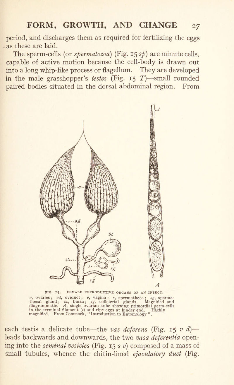 period, and discharges them as required for fertilizing the eggs . as these are laid. The sperm-cells (or spermatozoa) (Fig. 15 sp) are minute cells, capable of active motion because the cell-body is drawn out into a long whip-like process or flagellum. They are developed in the male grasshopper’s testes (Fig. 15 T)—small rounded paired bodies situated in the dorsal abdominal region. From FIG. 14 FEMALE REPRODUCTIVE ORGANS OF AN INSECT. 0, ovaries ; od, oviduct; v, vagina ; s, spermatheca ; sg, sperma- thecal gland; be, bursa; eg, colleterial glands. Magnified and diagrammatic. A, single ovarian tube showing primordial germ-cells in the terminal filament (t) and ripe eggs at hinder end. Highly magnified. From Comstock, “Introduction to Entomology ”, each testis a delicate tube—the vas deferens (Fig. 15 v d)— leads backwards and downwards, the two vasa deferentia open- ing into the seminal vesicles (Fig. 15 s t;) composed of a mass of small tubules, whence the chitin-lined ejaculatory duct (Fig.