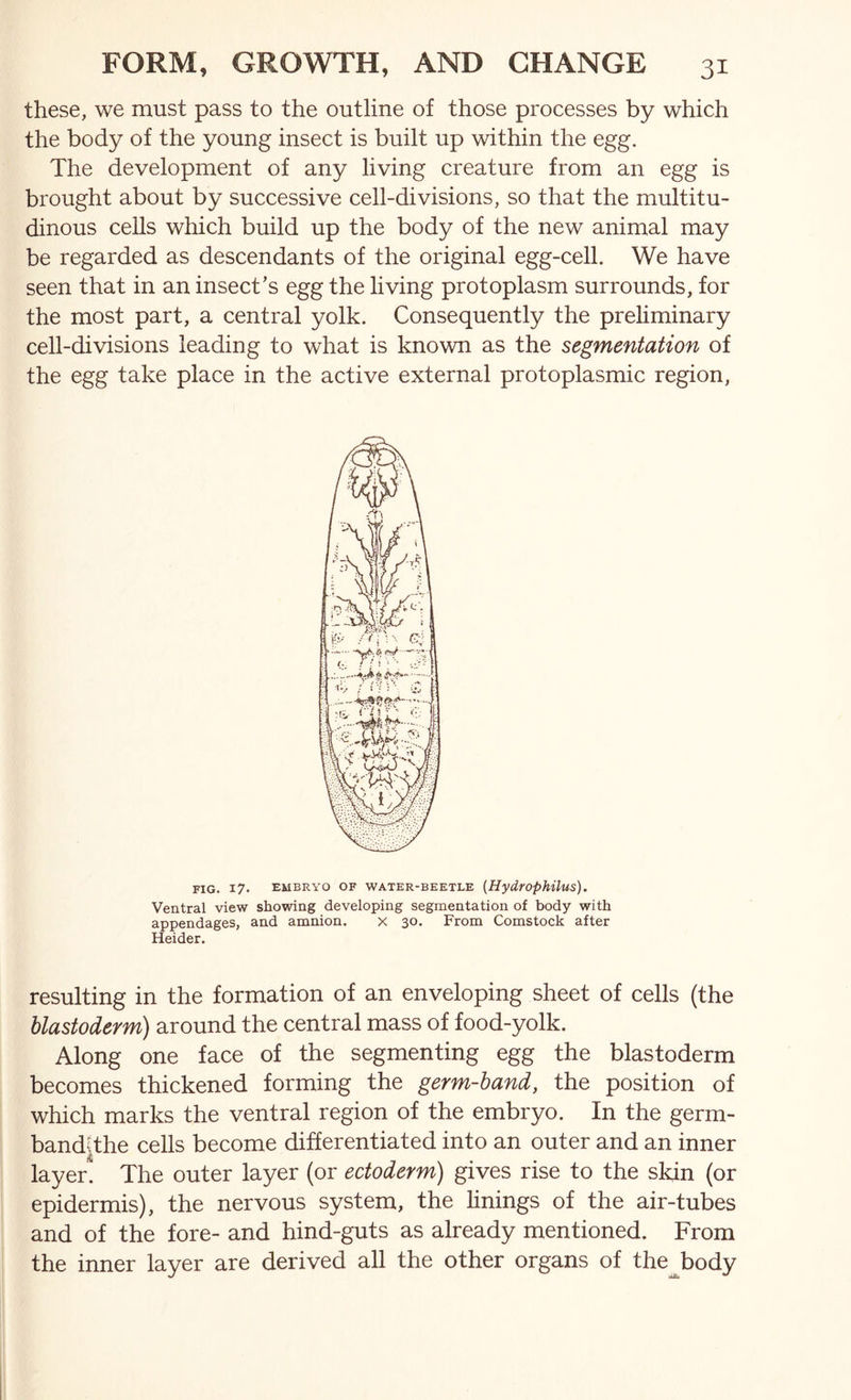 these, we must pass to the outline of those processes by which the body of the young insect is built up within the egg. The development of any living creature from an egg is brought about by successive cell-divisions, so that the multitu- dinous cells which build up the body of the new animal may be regarded as descendants of the original egg-cell. We have seen that in an insect's egg the living protoplasm surrounds, for the most part, a central yolk. Consequently the prehminary cell-divisions leading to what is known as the segmentation of the egg take place in the active external protoplasmic region. FIG. 17. EMBRYO OF WATER-BEETLE {HydrOphUus). Ventral view showing developing segmentation of body with appendages, and amnion. x 30. From Comstock after Heider. resulting in the formation of an enveloping sheet of cells (the blastoderm) around the central mass of food-yolk. Along one face of the segmenting egg the blastoderm becomes thickened forming the germ-hand, the position of which marks the ventral region of the embryo. In the germ- band^the cells become differentiated into an outer and an inner layer. The outer layer (or ectoderm) gives rise to the skin (or epidermis), the nervous system, the linings of the air-tubes and of the fore- and hind-guts as already mentioned. From the inner layer are derived all the other organs of the^body