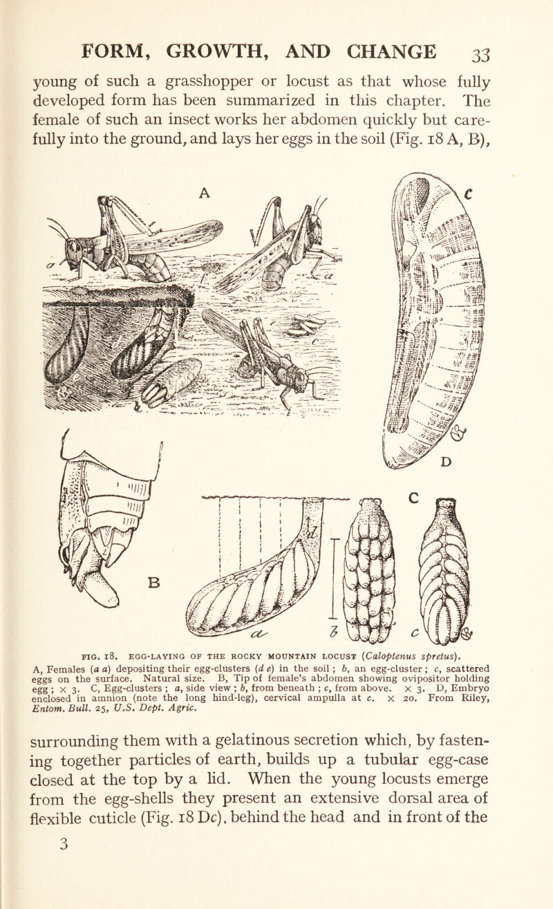 young of such a grasshopper or locust as that whose fully developed form has been summarized in this chapter. The female of such an insect works her abdomen quickly but care- fully into the ground, and lays her eggs in the soil (Fig. 18 A, B), FIG. 18. EGG-LAYING OF THE ROCKY MOUNTAIN LOCUST {CuloptenUS SpfetUS). A, Females (a a) depositing their egg-clusters {d e) in the soil; b, an egg-cluster; c, scattered eggs on the surface. Natural size. B, Tip of female’s abdomen showing ovipositor holding egg ; X 3. C, Egg-clusters ; a, side view ; b, from beneath ; c, from above, x 3. D, Embryo enclosed in amnion (note the long hind-leg), cervical ampulla at c. x 20. From Riley, Entom. Bull. 25, U.S. Dept. Agric. surrounding them with a gelatinous secretion which, by fasten- ing together particles of earth, builds up a tubular egg-case closed at the top by a hd. When the young locusts emerge from the egg-shells they present an extensive dorsal area of flexible cuticle (Fig. i8 Dc), behind the head and in front of the 3