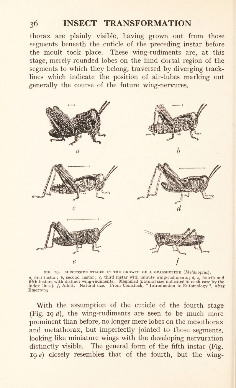 thorax are plainly visible, having grown out from those segments beneath the cuticle of the preceding instar before the moult took place. These wing-rudiments are, at this stage, merely rounded lobes on the hind dorsal region of the segments to which they belong, traversed by diverging track- lines which indicate the position of air-tubes marking out generally the course of the future wing-nervures. ^ / FIG. 19. SUCCESSIVE STAGES IN THE GROWTH OF A GRASSHOPPER {MelUflOplus). a, first instar; b, second instar; c, third instar with minute wing-rudiments ; d, e, fourth and fifth instars with distinct wing-rudiments. Magnified (natural size indicated in each case by the index lines). /, Adult. Natural size. From Comstock, “ Introduction to Entomology ”, after Emerton^ With the assumption of the cuticle of the fourth stage (Fig. 19 d), the wing-rudiments are seen to be much more prominent than before, no longer mere lobes on the mesothorax and metathorax, but imperfectly jointed to those segments, looking like miniature wings with the developing nervuration distinctly visible. The general form of the fifth instar (Fig. 19 e) closely resembles that of the fourth, but the wing-