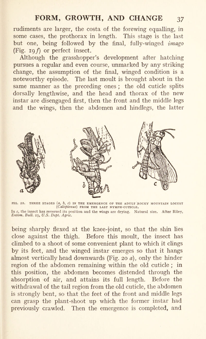 rudiments are larger, the costa of the forewing equalling, in some cases, the pro thorax in length. This stage is the last but one, being followed by the final, fully-winged imago (Fig. 19/j or perfect insect. Although the grasshopper’s development after hatching pursues a regular and even course, unmarked by any striking change, the assumption of the final, winged condition is a noteworthy episode. The last moult is brought about in the same manner as the preceding ones ; the old cuticle splits dorsally lengthwise, and the head and thorax of the new instar are disengaged first, then the front and the middle legs and the wings, then the abdomen and hindlegs, the latter FIG, 20. THREE STAGES {a, b, c) IN THE EMERGENCE OF THE ADULT '.ROCKY MOUNTAIN LOCUST {Caloptenus) from the last nymph-cuticle. In c, the insect has reversed its position and the wings are drying. Natural size. After Riley, Entom. Bull. 25, U.S. Dept. Agric. being sharply flexed at the knee-joint, so that the shin lies close against the thigh. Before this moult, the insect has climbed to a shoot of some convenient plant to which it clings by its feet, and the winged instar emerges so that it hangs almost vertically head downwards (Fig. 20 a), only the hinder region of the abdomen remaining within the old cuticle ; in this position, the abdomen becomes distended through the absorption of air, and attains its full length. Before the withdrawal of the tail region from the old cuticle, the abdomen is strongly bent, so that the feet of the front and middle legs can grasp the plant-shoot up which the former instar had previously crawled. Then the emergence is completed, and