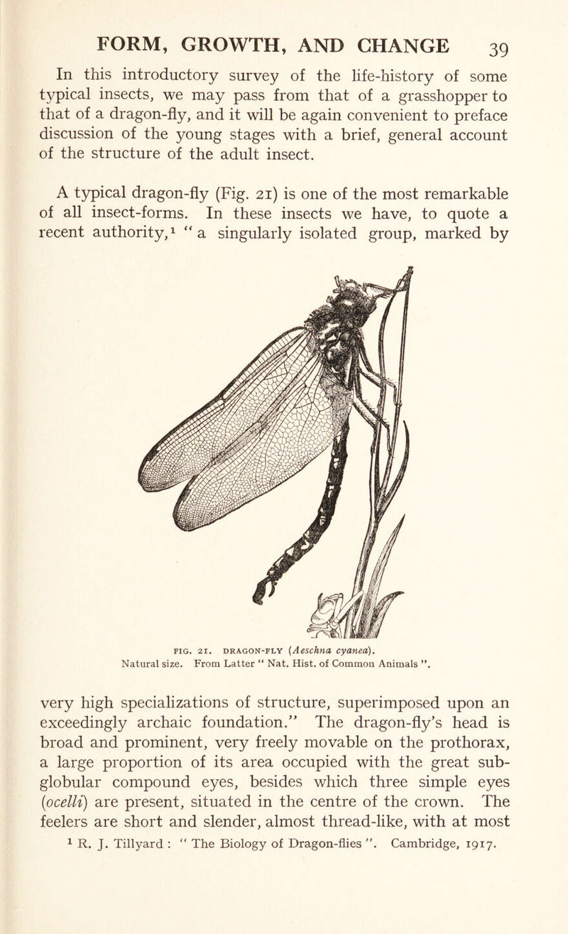 In this introductory survey of the life-history of some typical insects, we may pass from that of a grasshopper to that of a dragon-fly, and it will be again convenient to preface discussion of the young stages with a brief, general account of the structure of the adult insect. A typical dragon-fly (Fig. 21) is one of the most remarkable of all insect-forms. In these insects we have, to quote a recent authority,^ ‘'a singularly isolated group, marked by FIG. 21. DRAGON-FLY (Aeschfia cyaneu). Natural size. From Latter “ Nat. Hist, of Common Animals ”. very high specializations of structure, superimposed upon an exceedingly archaic foundation.” The dragon-fly’s head is broad and prominent, very freely movable on the pro thorax, a large proportion of its area occupied with the great sub- globular compound eyes, besides which three simple eyes [ocelli) are present, situated in the centre of the crown. The feelers are short and slender, almost thread-like, with at most 1 R. J. Tillyard : “ The Biology of Dragon-flies Cambridge, 1917.