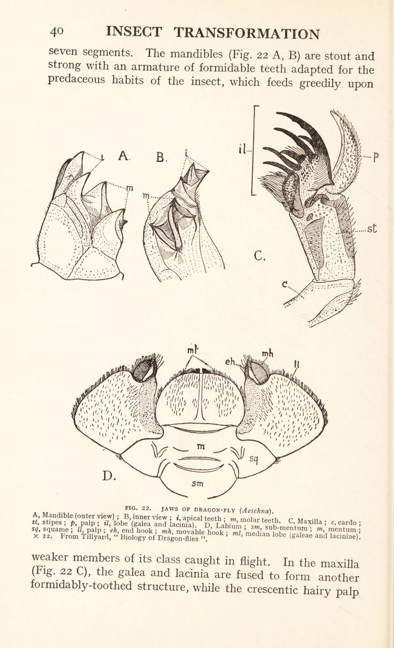 seven segments. The mandibles (Fig. 22 A, B) are stout and strong with an armature of formidable teeth adapted for the predaceous habits of the insect, which feeds greedily upon