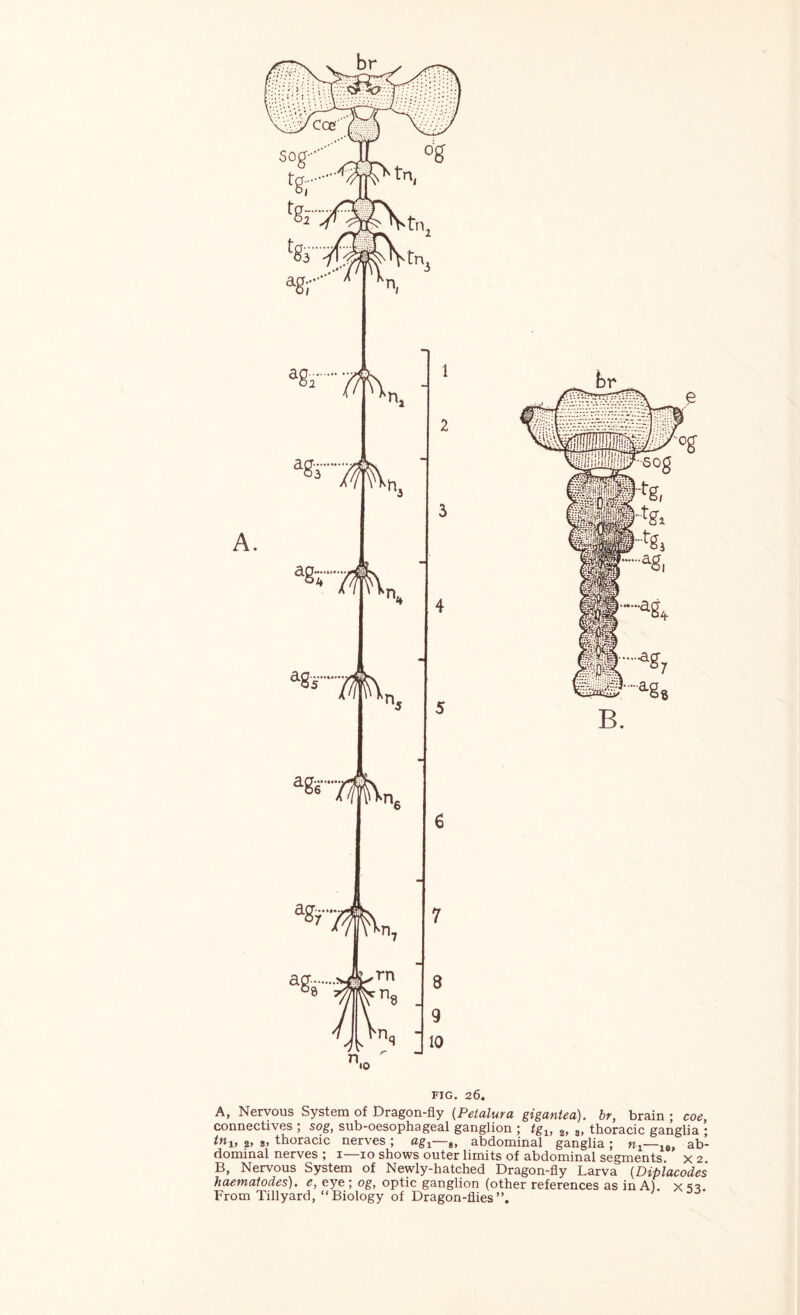 A, Nervous System of Dragon-fly {Petalura gigantea). br, brain ; coe, connectives ; sog, sub-oesophageal ganglion ; tg^^, 3, thoracic ganglia ; 2> s> thoracic nerves ; ag-^—g, abdominal ganglia ; ab- dominal nerves ; i 10 shows outer limits of abdominal segments x 2 B, Nervous System of Newly-hatched Dragon-fly Larva {Dipiacodes haematodes). e, eye ; og, optic ganglion (other references as in A), x sa.