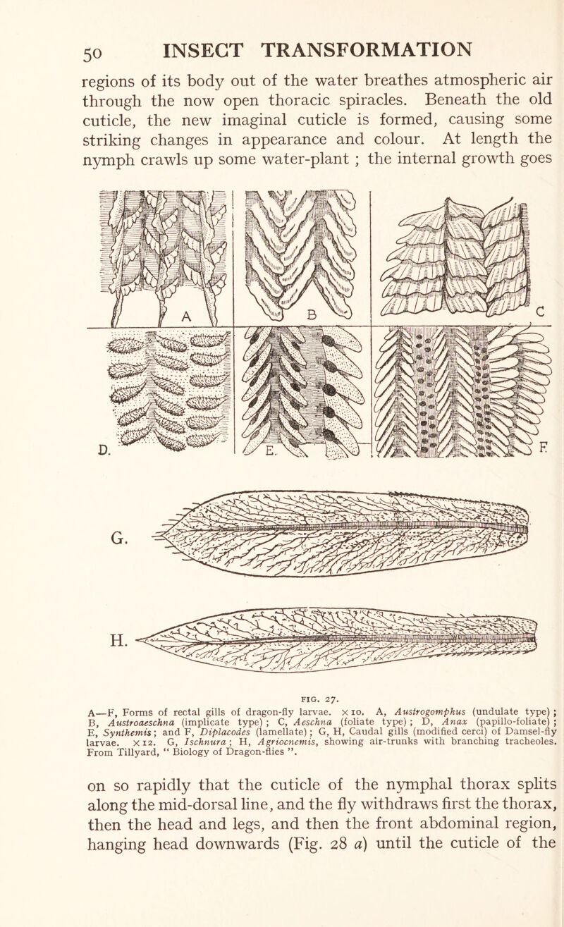 regions of its body out of the water breathes atmospheric air through the now open thoracic spiracles. Beneath the old cuticle, the new imaginal cuticle is formed, causing some striking changes in appearance and colour. At length the nymph crawls up some water-plant ; the internal growth goes FIG. 27. A—F, Forms of rectal gills of dragon-fly larvae, x 10. A, Austrogomphus (undulate type) ; B, Austroaeschna (implicate type) ; C, Aeschna (foliate type) ; D, Anax (papillo-foliate) ; E, Synthemis; and F, Diplacodes (lamellate) ; G, H, Caudal gills (modified cerci) of Damsel-fly larvae. X12. G, Ischnura; H, Agriocnemis, showing air-trunks with branching tracheoles. From Tillyard, “ Biology of Dragon-flies on so rapidly that the cuticle of the nymphal thorax splits along the mid-dorsal line, and the fly withdraws first the thorax, then the head and legs, and then the front abdominal region, hanging head downwards (Fig. 28 a) until the cuticle of the