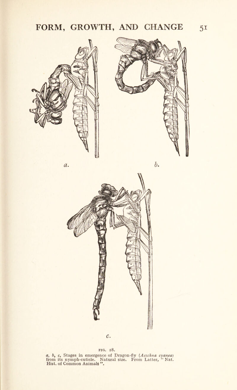 a. h. c. FIG. 28. a, b, c. Stages in emergence of Dragon-fly {Aeschna cyanea) from its nymph-cuticle. Natural size. From Latter, “ Nat. Hist, of Common Animals