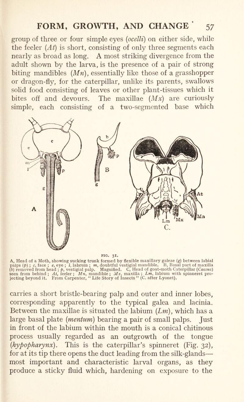 group of three or four simple eyes {ocelli) on either side, while the feeler {At) is short, consisting of only three segments each nearly as broad as long. A most striking divergence from the adult shown by the larva, is the presence of a pair of strong biting mandibles {Mn), essentially like those of a grasshopper or dragon-fly, for the caterpillar, unlike its parents, swallows solid food consisting of leaves or other plant-tissues which it bites off and devours. The maxillae {Mx) are curiously simple, each consisting of a two-segmented base which FIG. 31. A, Head of a Moth, showing sucking trunk formed by flexible maxillary galeae (g) between labial palps [p) ; c, face ; e, eye ; I, labrum ; m, doubtful vestigial mandible. B, Basal part of maxilla {b) removed from head ; p, vestigial palp. Magnified. C, Head of goat-moth Caterpillar (Cossus) seen from behind ; At, feeler ; Mn, mandible ; Mx, maxilla ; Lm, labium with spinneret pro- jecting beyond it. From Carpenter, “ Life Story of Insects ” (C. after Lyonet). carries a short bristle-bearing palp and outer and inner lobes, corresponding apparently to the typical galea and lacinia. Between the maxillae is situated the labium {Lm), which has a large basal plate {mentum) bearing a pair of small palps. Just in front of the labium within the mouth is a conical chitinous process usually regarded as an outgrowth of the tongue {hypopharynx). This is the caterpillar’s spinneret (Fig. 32), for at its tip there opens the duct leading from the silk-glands— most important and characteristic larval organs, as they produce a sticky fluid which, hardening on exposure to the