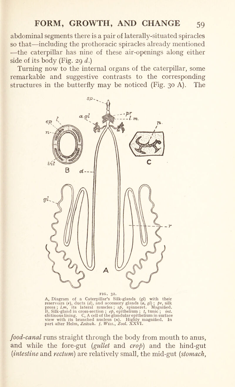 abdominal segments there is a pair of laterally-situated spiracles so that—including the prothoracic spiracles already mentioned —the caterpillar has nine of these air-openings along either side of its body (Fig. 29 d.) Turning now to the internal organs of the caterpillar, some remarkable and suggestive contrasts to the corresponding structures in the butterfly may be noticed (Fig. 30 A). The FIG. 32. A, Diagram of a Caterpillar’s Silk-glands {gl) with their reservoirs (r), ducts {d), and accessory glands [a, gl) ; pr, silk press ; l.m, its lateral muscles ; sp, spinneret. Magnified. B, Silk-gland in cross-section ; ep, epithelium ; t, tunic ; int. chitinous lining. C, A cell of the glandular epithelium in surface view with its branched nucleus (n). Highly magnified. In part after Helm, Zeitsch. /. ITfss., Zool. XXVI. food-canal runs straight through the body from mouth to anus, and while the fore-gut {gullet and crop) and the hind-gut [intestine and rectum) are relatively small, the mid-gut [stomach,