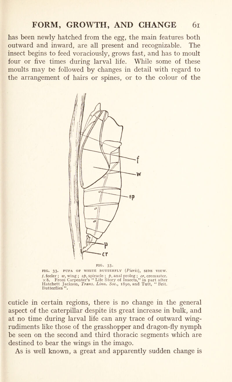 has been newly hatched from the egg, the main features both outward and inward, are all present and recognizable. The insect begins to feed voraciously, grows fast, and has to moult four or five times during larval life. While some of these moults may be followed by changes in detail with regard to the arrangement of hairs or spines, or to the colour of the FIG, 33. FIG. 33. PUPA OF WHITE BUTTERFLY (Pieris), SIDE VIEW. /. feeler ; w, wing ; sp, spiracle ; p, anal proleg ; cr, cremaster. X 8. From Carpenter’s “ Life Story of Insects,” in part after Hatchett Jackson, Trans. Linn. Soc., 1890, and Tutt, “ Brit. Butterflies ”. cuticle in certain regions, there is no change in the general aspect of the caterpillar despite its great increase in bulk, and at no time during larval life can any trace of outward wing- rudiments like those of the grasshopper and dragon-fly nymph be seen on the second and third thoracic segments which are destined to bear the wings in the imago. As is well known, a great and apparently sudden change is