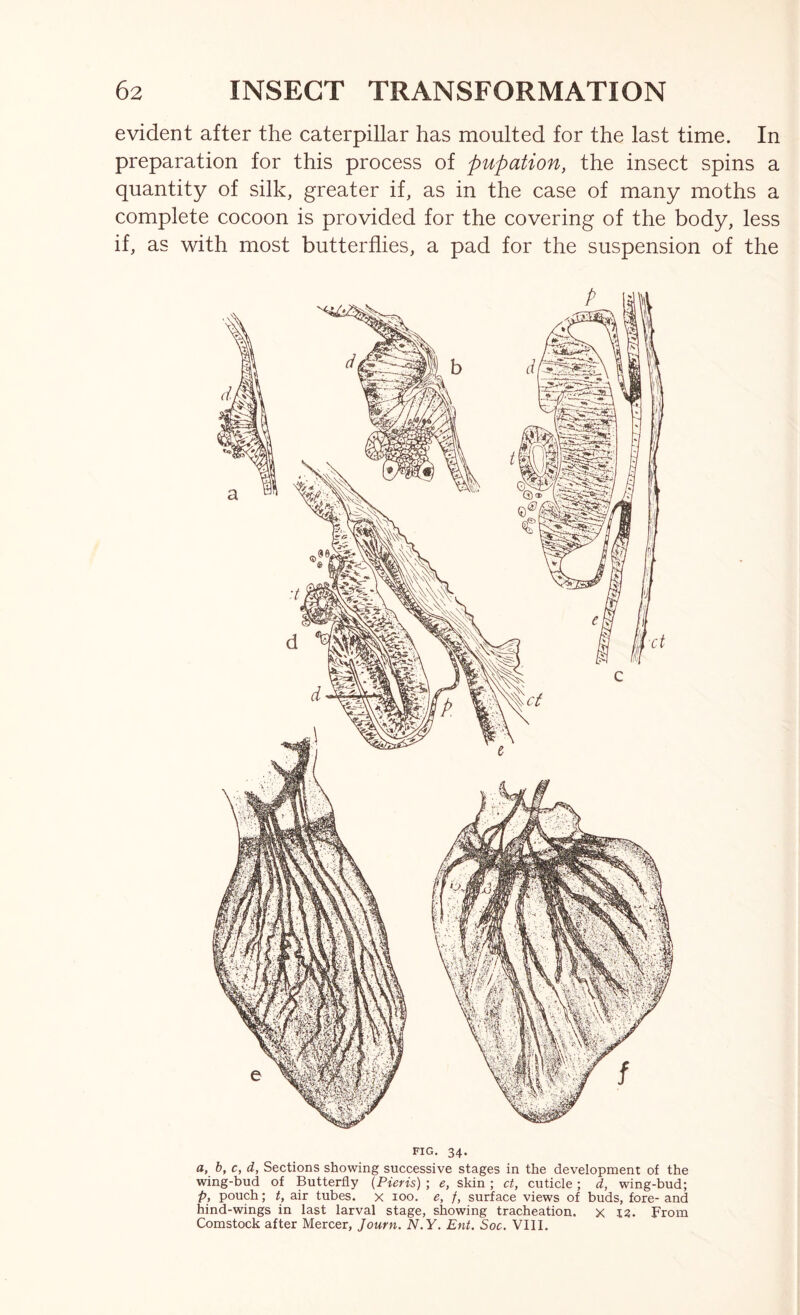 evident after the caterpillar has moulted for the last time. In preparation for this process of pupation, the insect spins a quantity of silk, greater if, as in the case of many moths a complete cocoon is provided for the covering of the body, less if, as with most butterflies, a pad for the suspension of the FIG. 34. a, b, c, d, Sections showing successive stages in the development of the wing-bud of Butterfly (Pieris) ; e, skin ; ct, cuticle; d, wing-bud; p, pouch; t, air tubes, x 100. e, /, surface views of buds, fore- and hind-wings in last larval stage, showing tracheation. x 12. From Comstock after Mercer, Journ. N.Y. Ent. Soc. VIII.